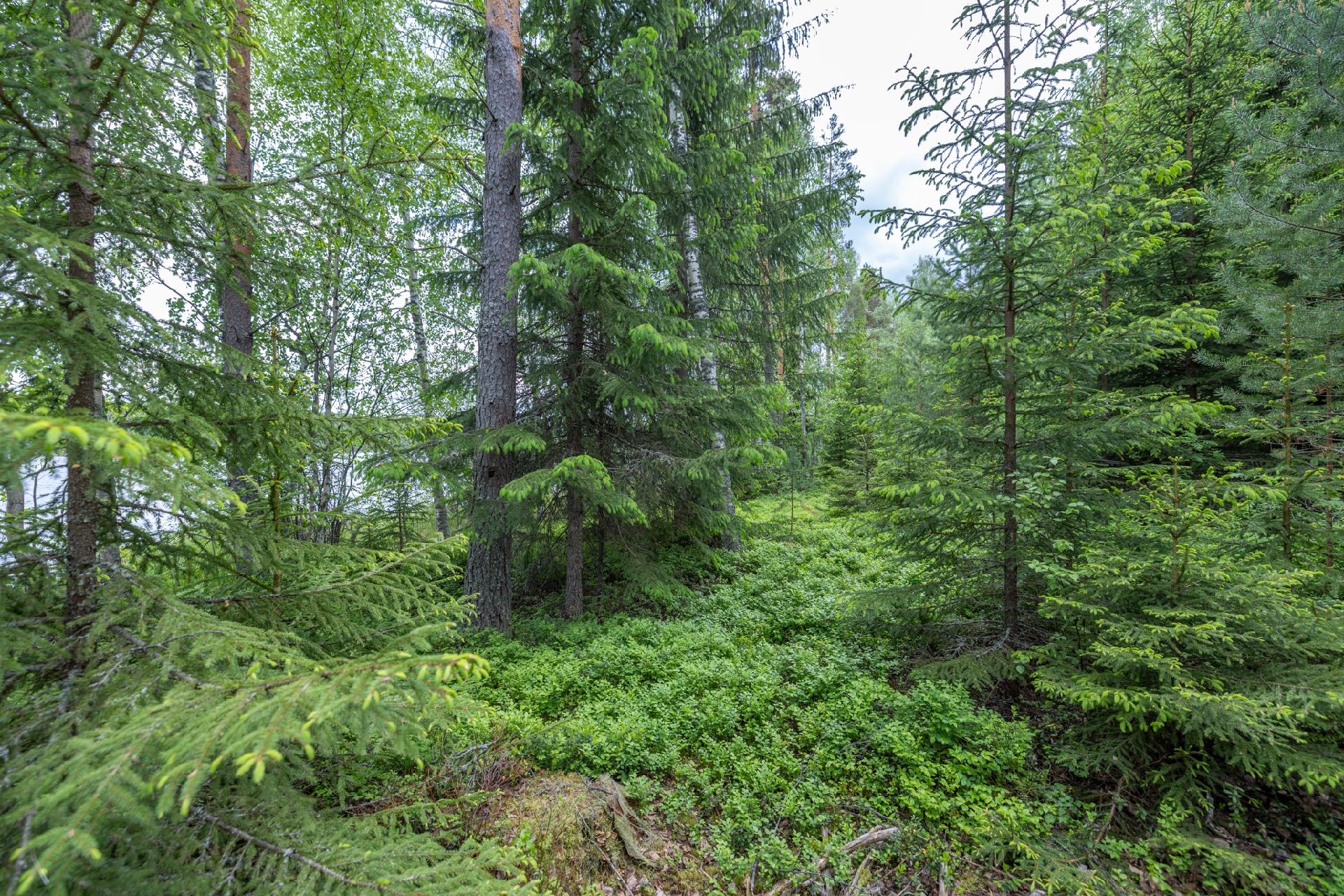 Puuskansaarentie 25, Helppanala, Mikkeli