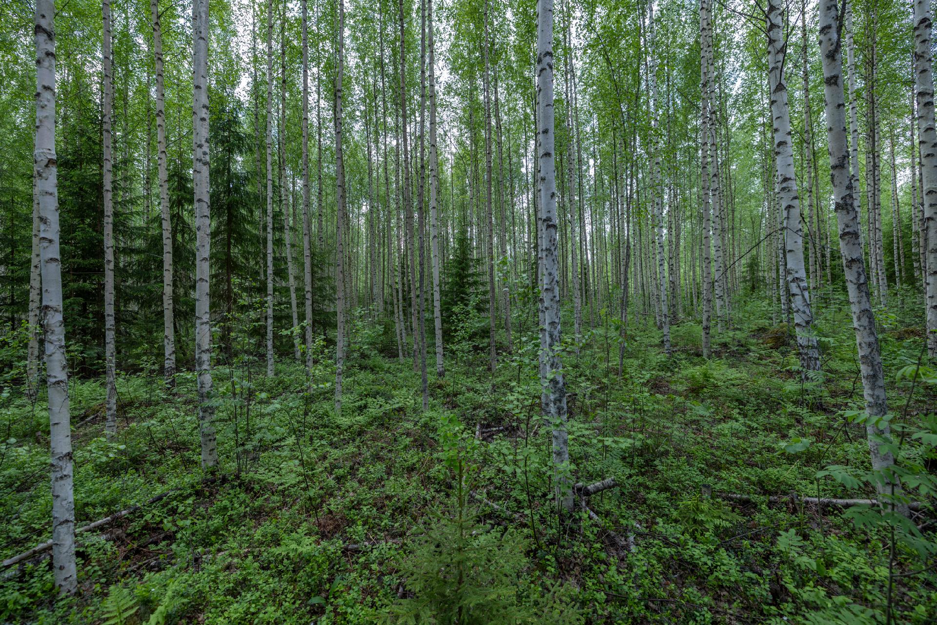 Puuskansaarentie 25, Helppanala, Mikkeli