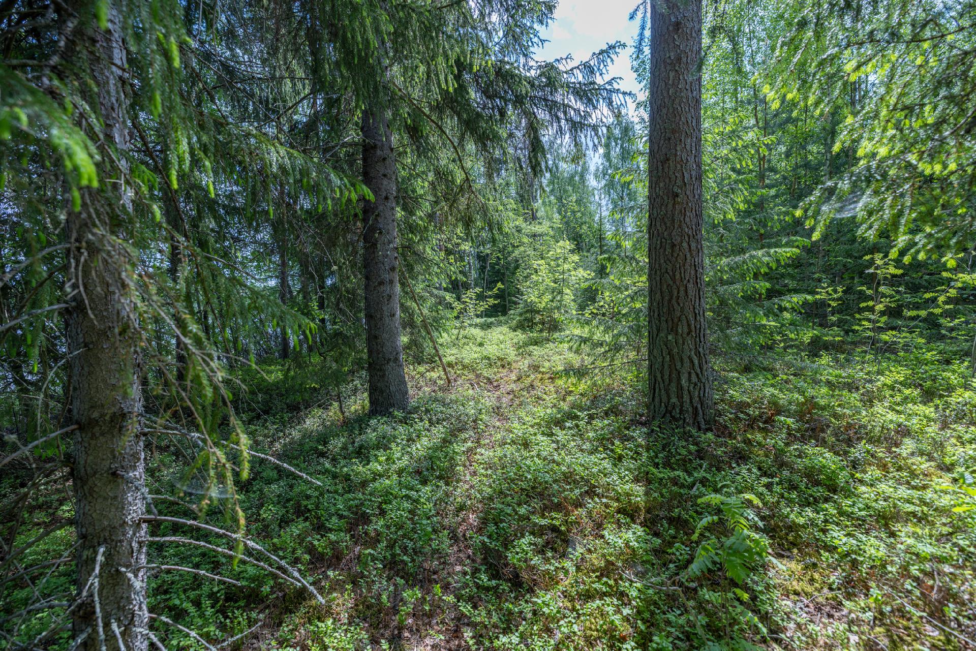 Puuskansaarentie 25, Helppanala, Mikkeli