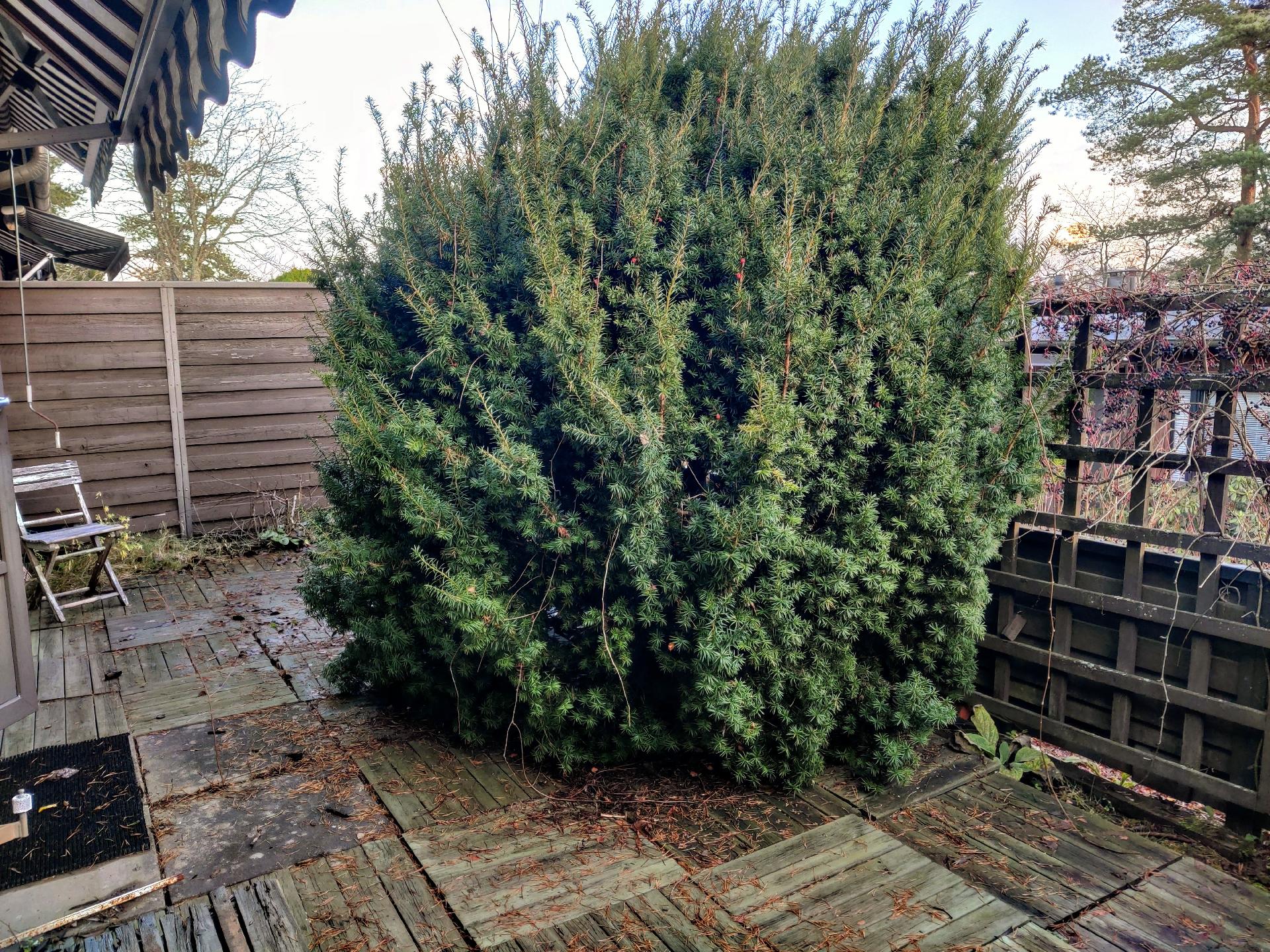 Päivätie 7, Olari, Espoo