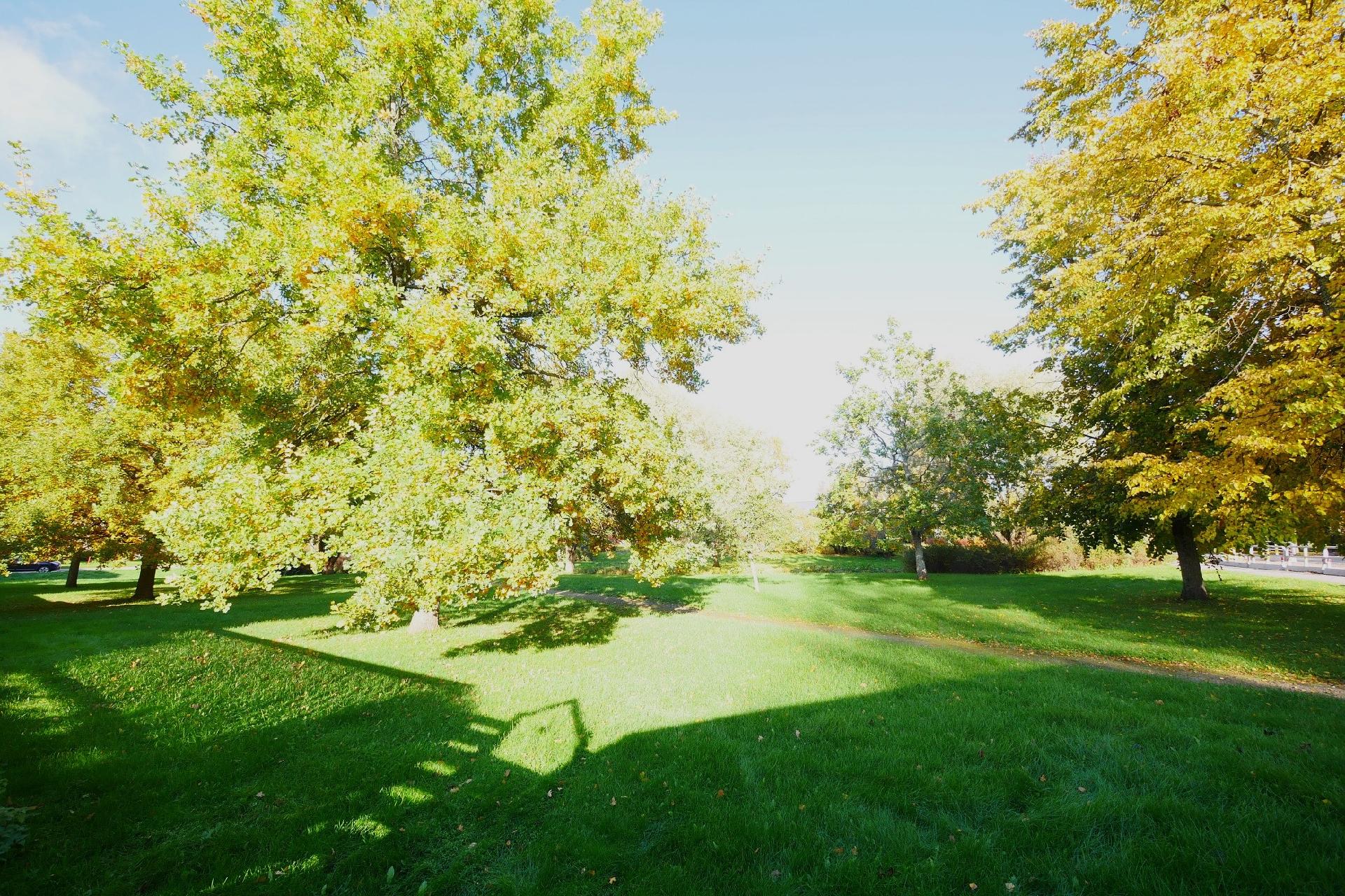 tonttiin rajoittuva puisto-alue