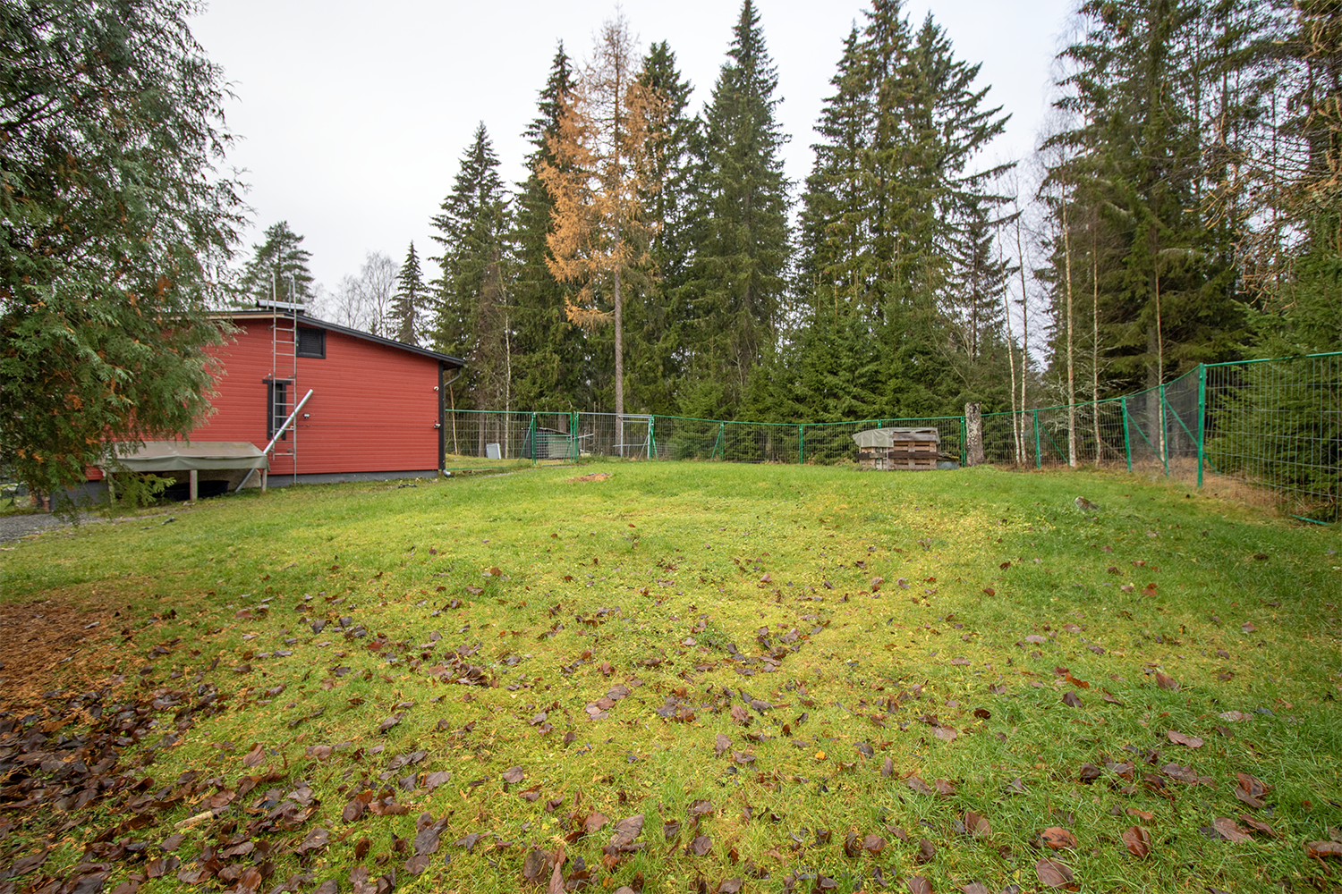 aisattu piha koirille