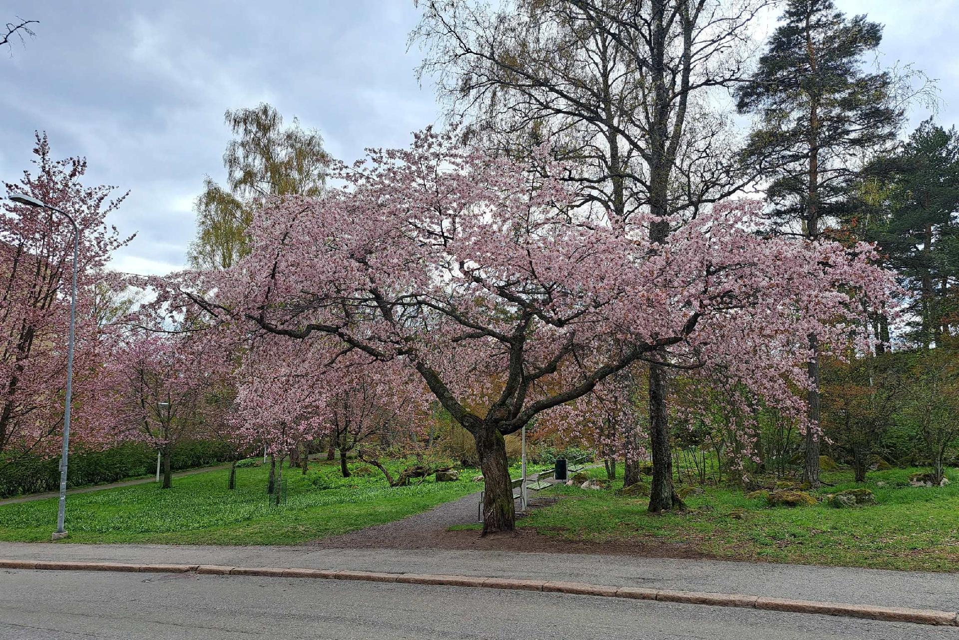 Mäyrätie 1, Herttoniemi, Helsinki