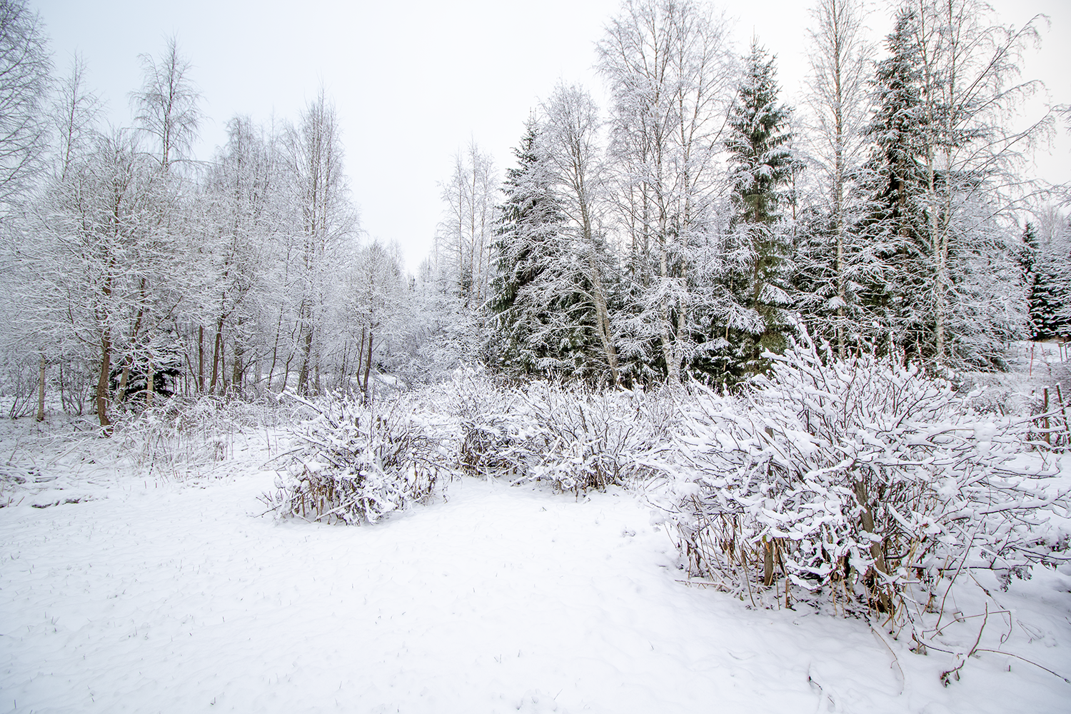 Mustikkapurontie 123, Nilsiä, Kuopio