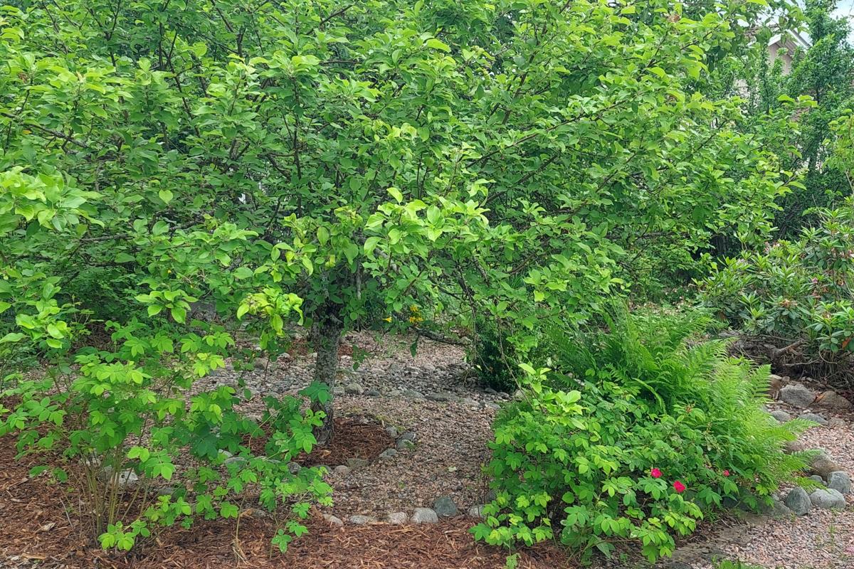 kundens egna sommarbilder