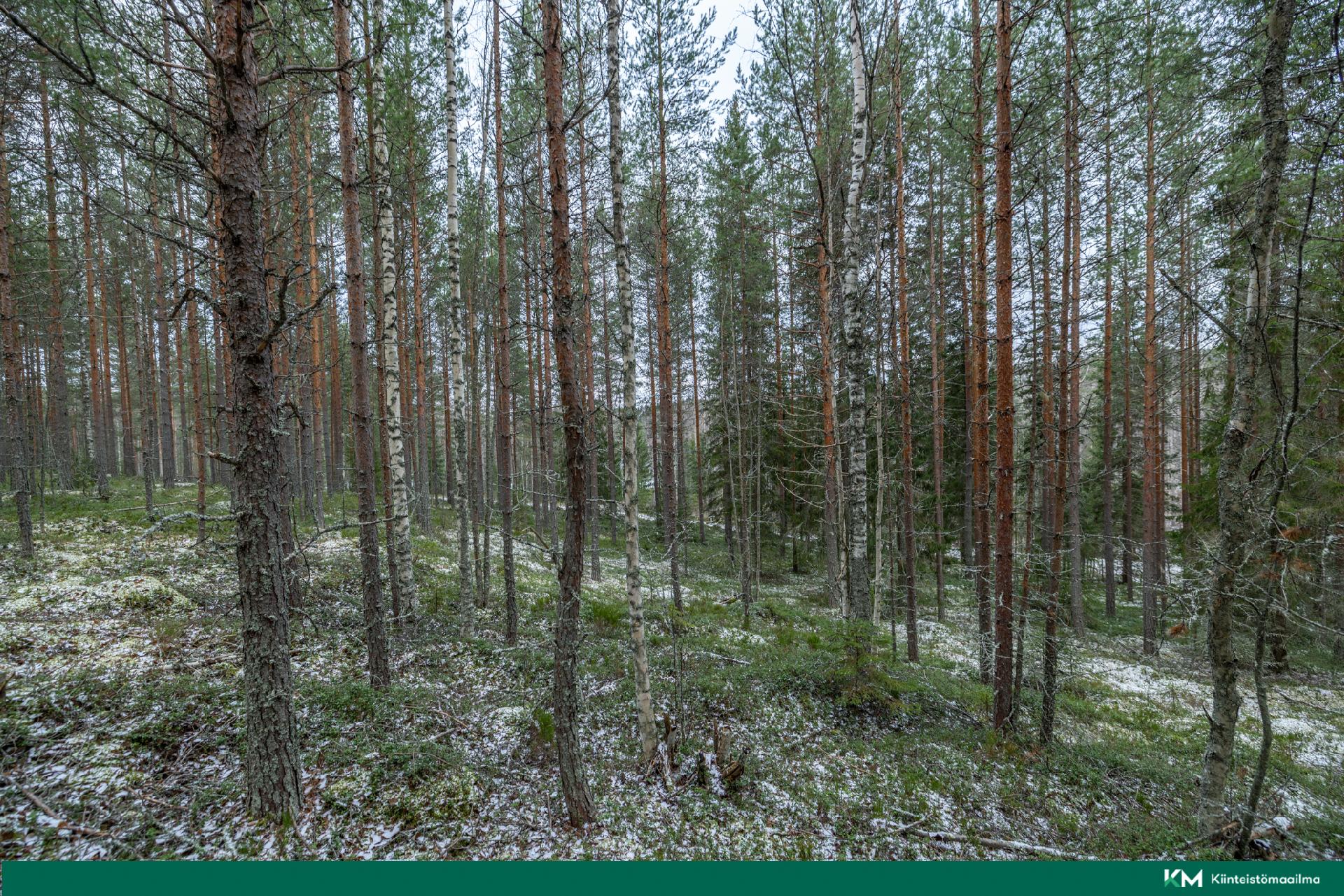 Halmeniementie, Viljakkalansaari - rakennustontti/metsätila, Mikkeli