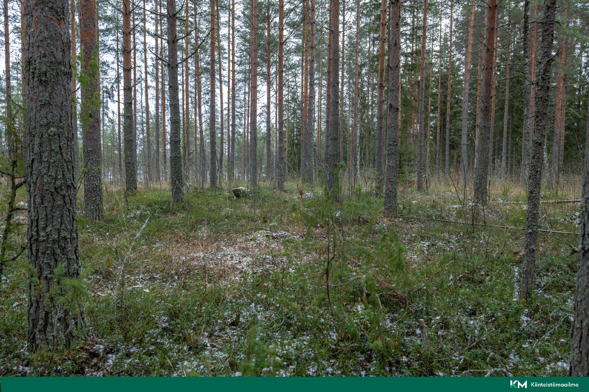 Halmeniementie, Viljakkalansaari - rakennustontti/metsätila, Mikkeli