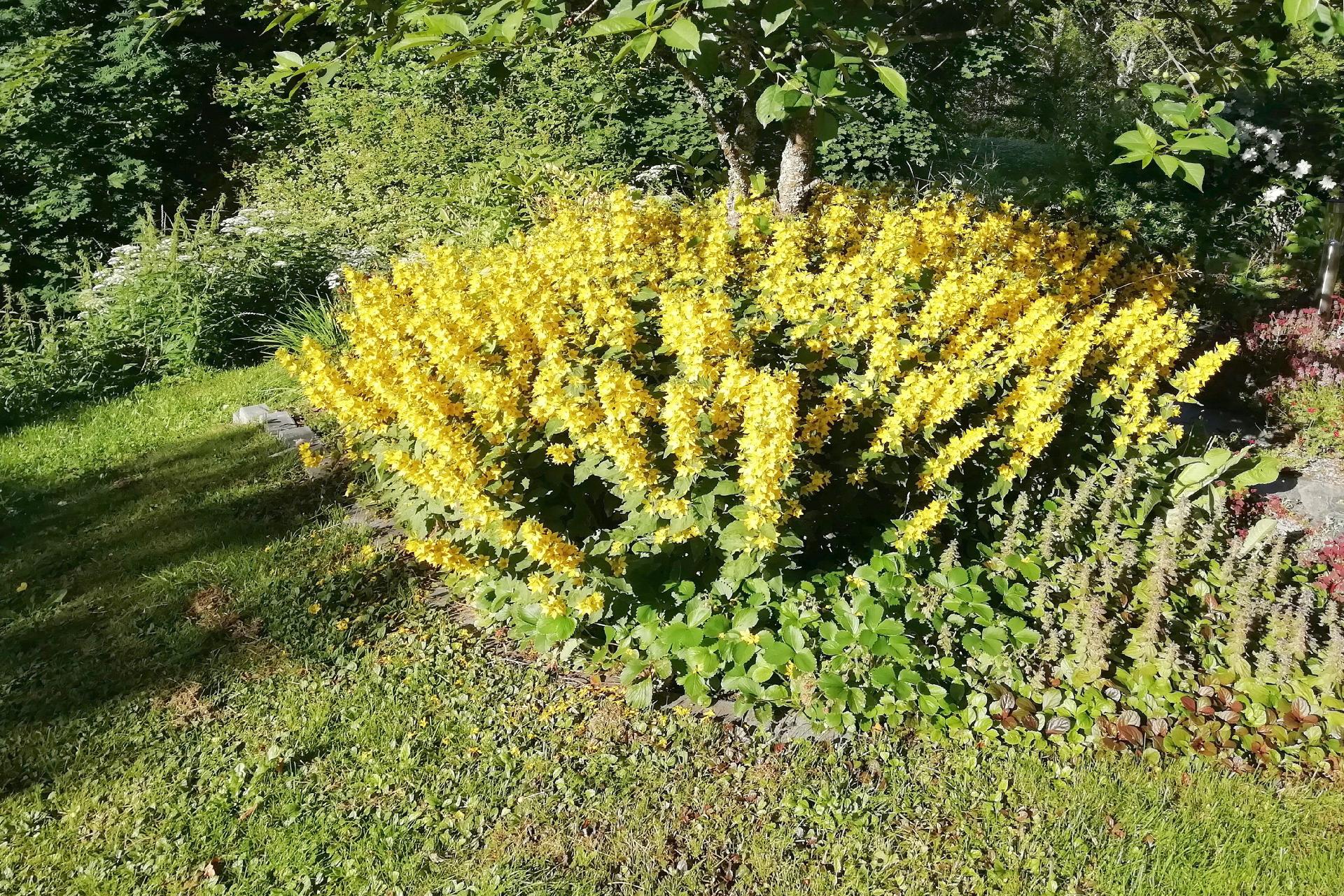 Isolammenkatu 13, Kaukajärvi, Tampere