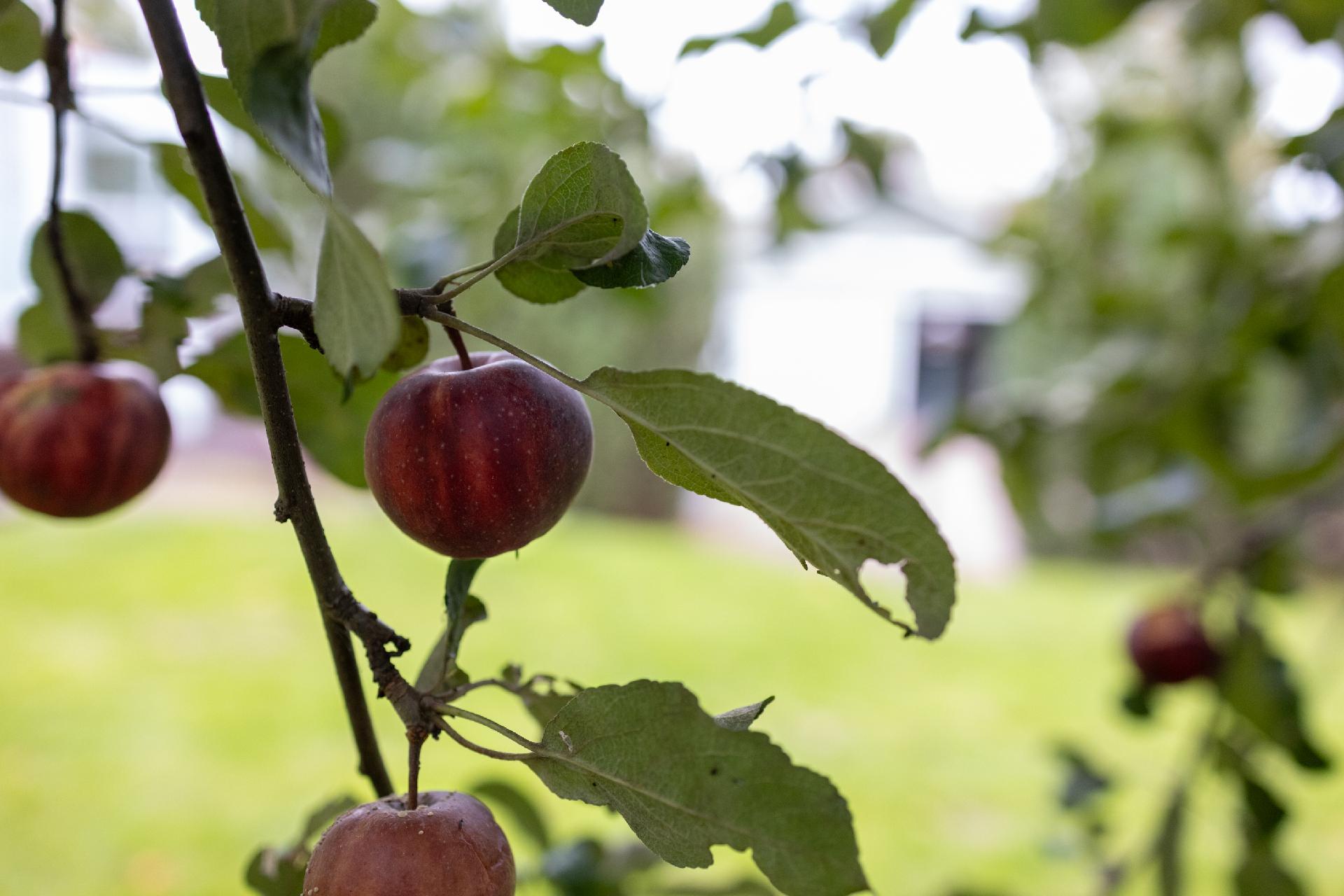 Peltorinne 5, Siuntio