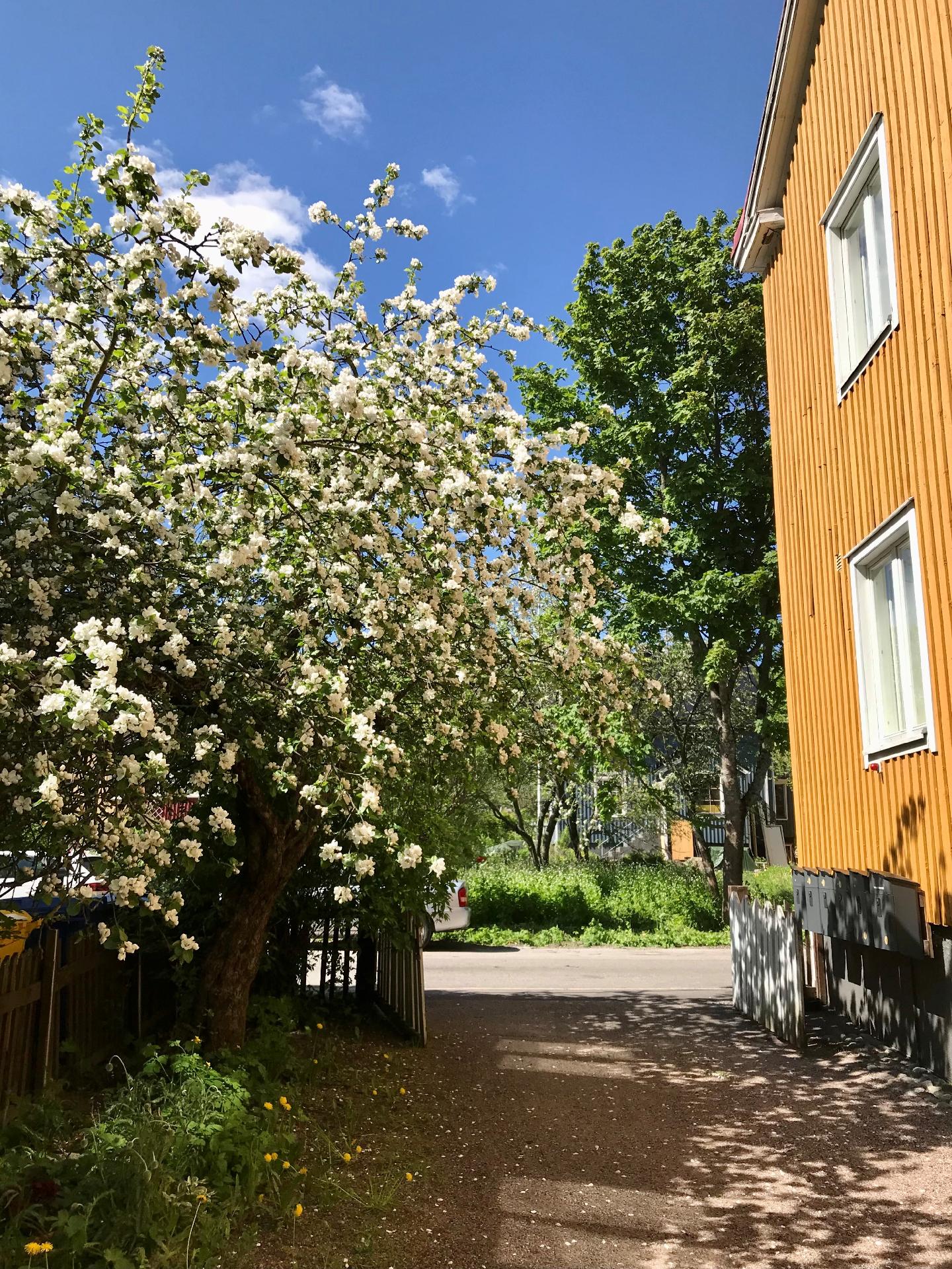 Kesäkuvia omistajan kotialbumista