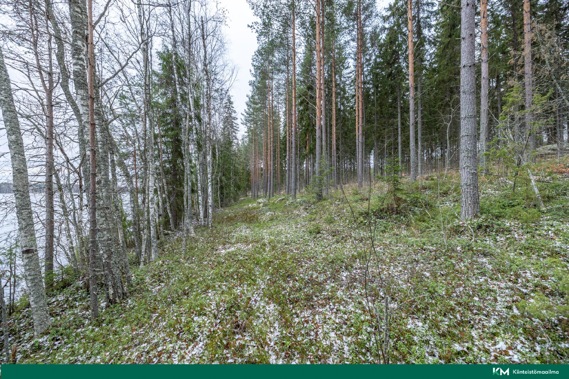 Halmeniementie, Viljakkalansaari - rakennustontti/metsätila, Mikkeli