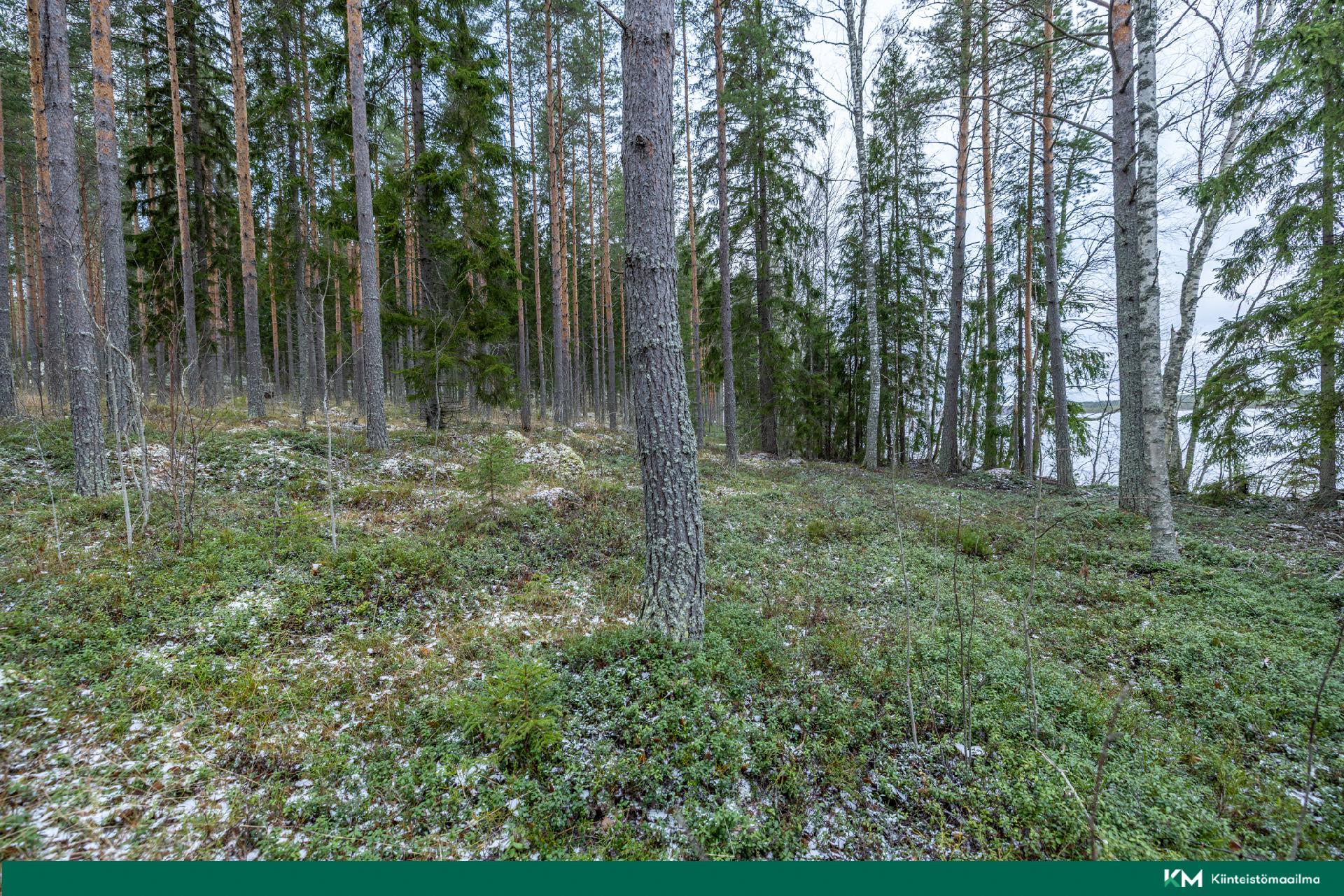 Halmeniementie, Viljakkalansaari - rakennustontti/metsätila, Mikkeli