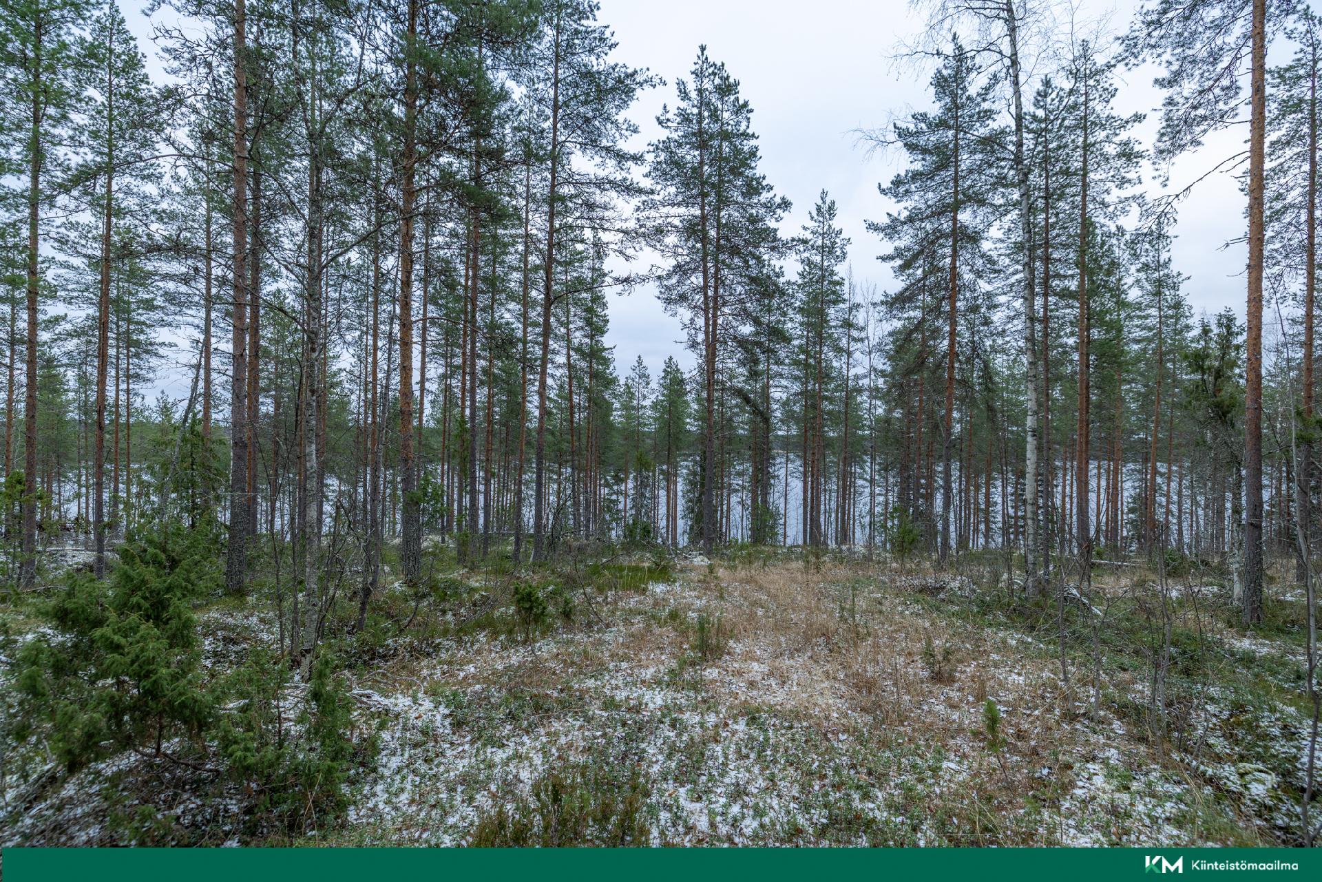 Halmeniementie, Viljakkalansaari - rakennustontti/metsätila, Mikkeli