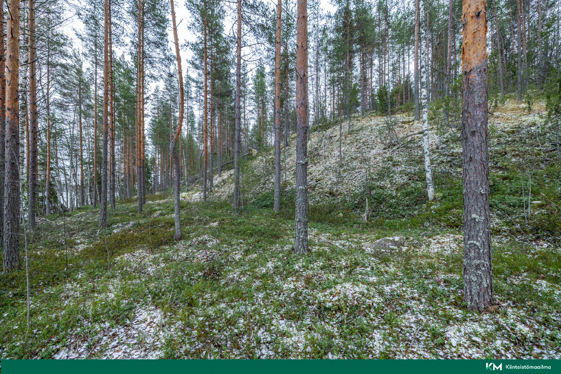 Halmeniementie, Viljakkalansaari - rakennustontti/metsätila, Mikkeli