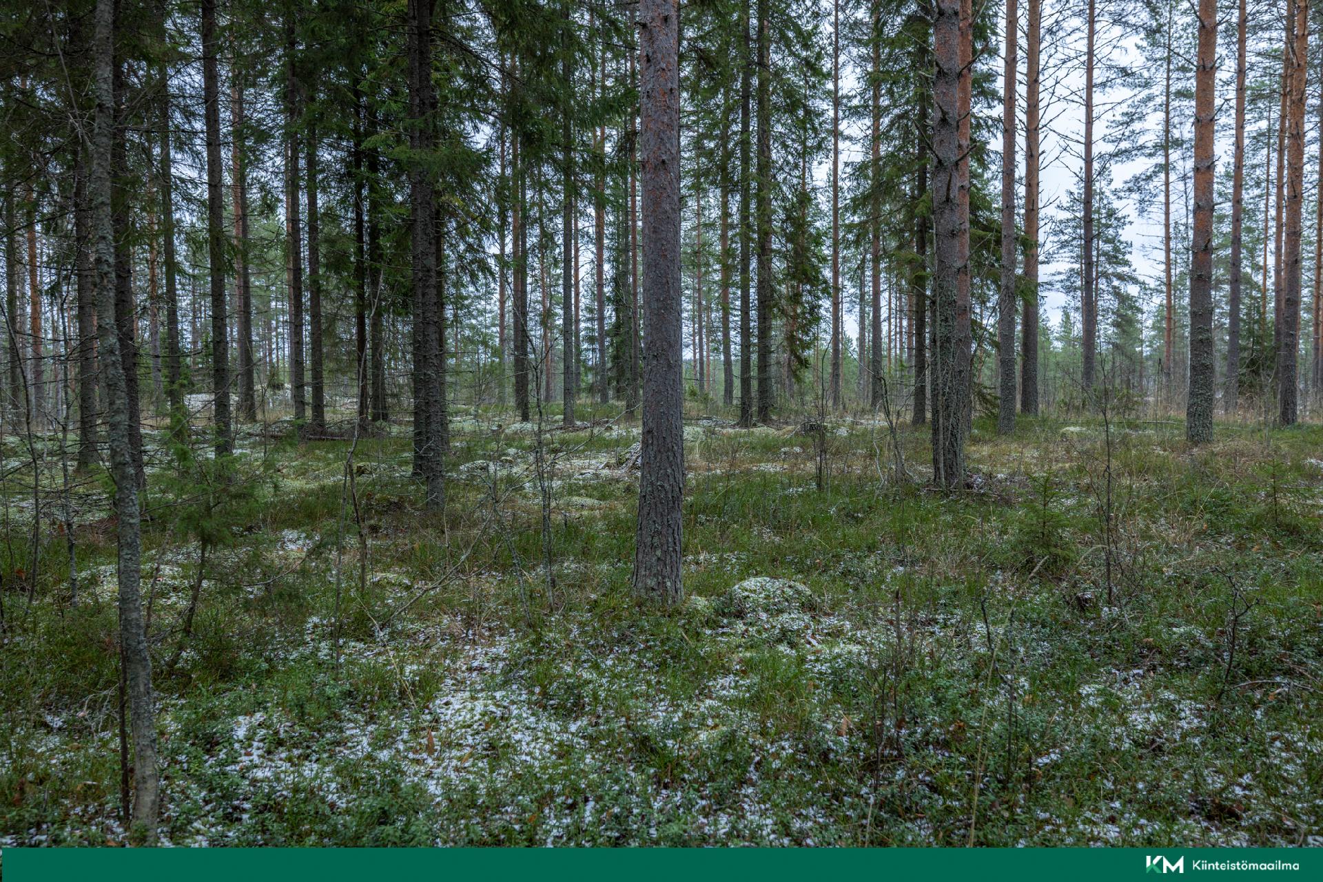 Halmeniementie, Viljakkalansaari - rakennustontti/metsätila, Mikkeli