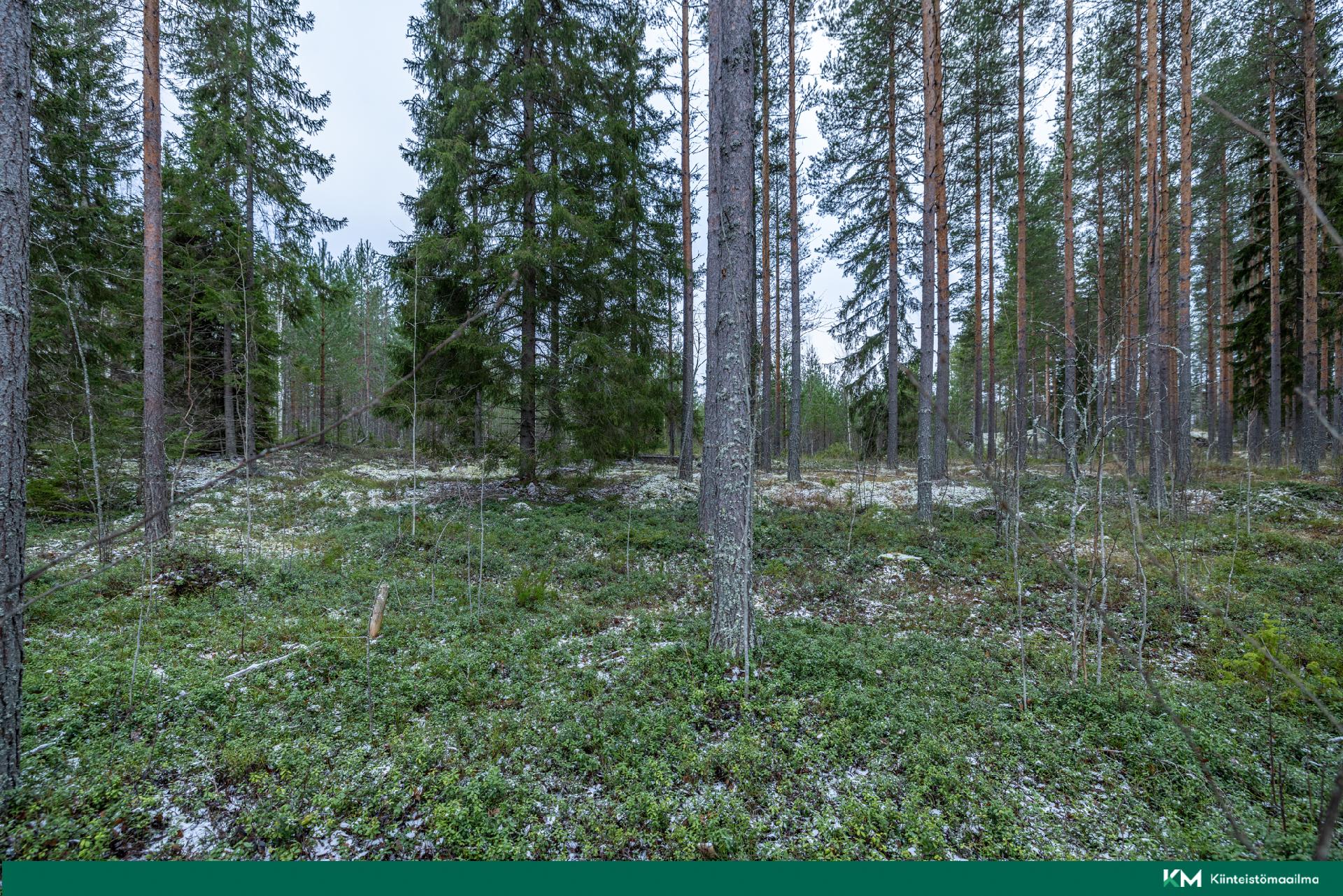 Halmeniementie, Viljakkalansaari - rakennustontti/metsätila, Mikkeli