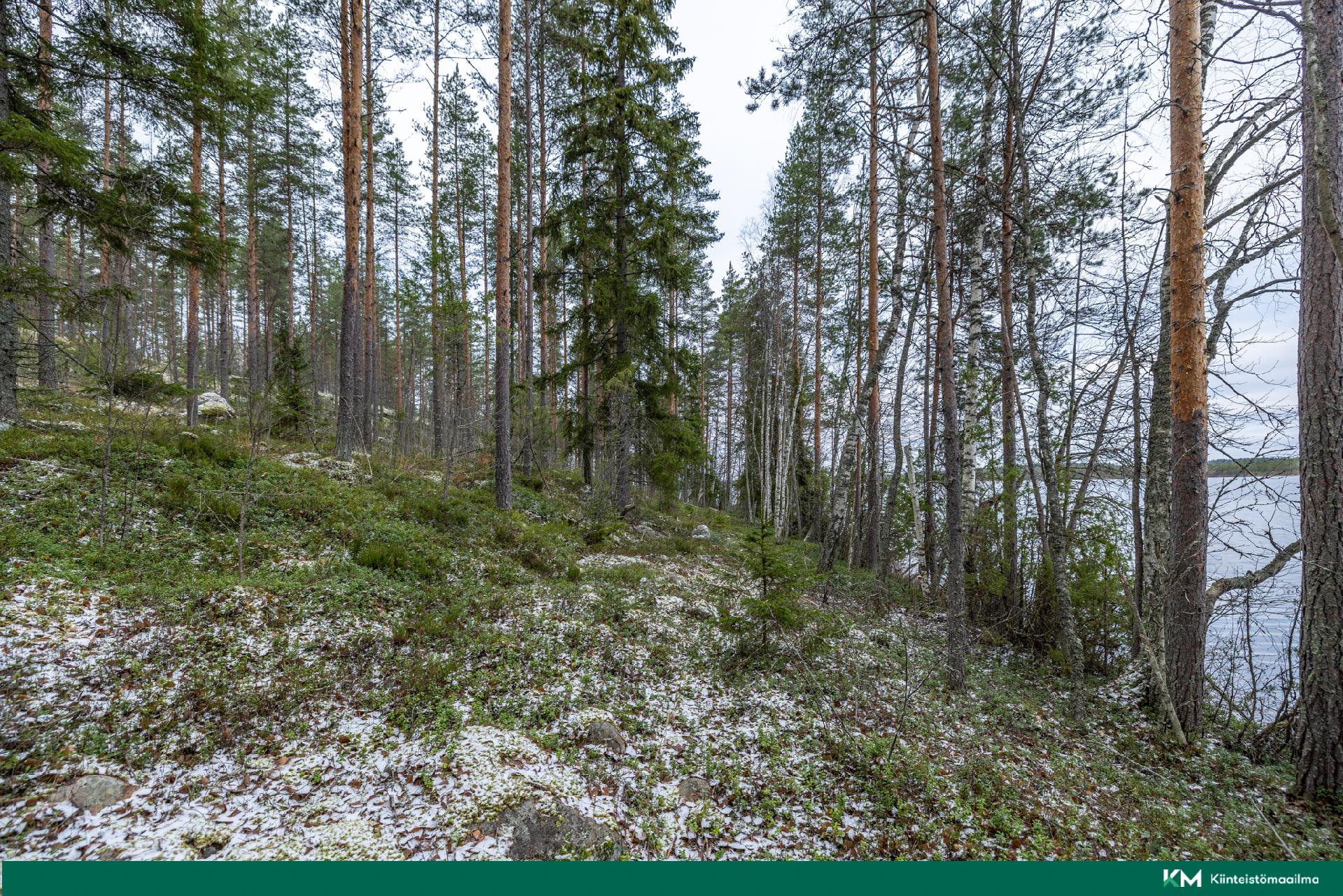 Halmeniementie, Viljakkalansaari - rakennustontti/metsätila, Mikkeli