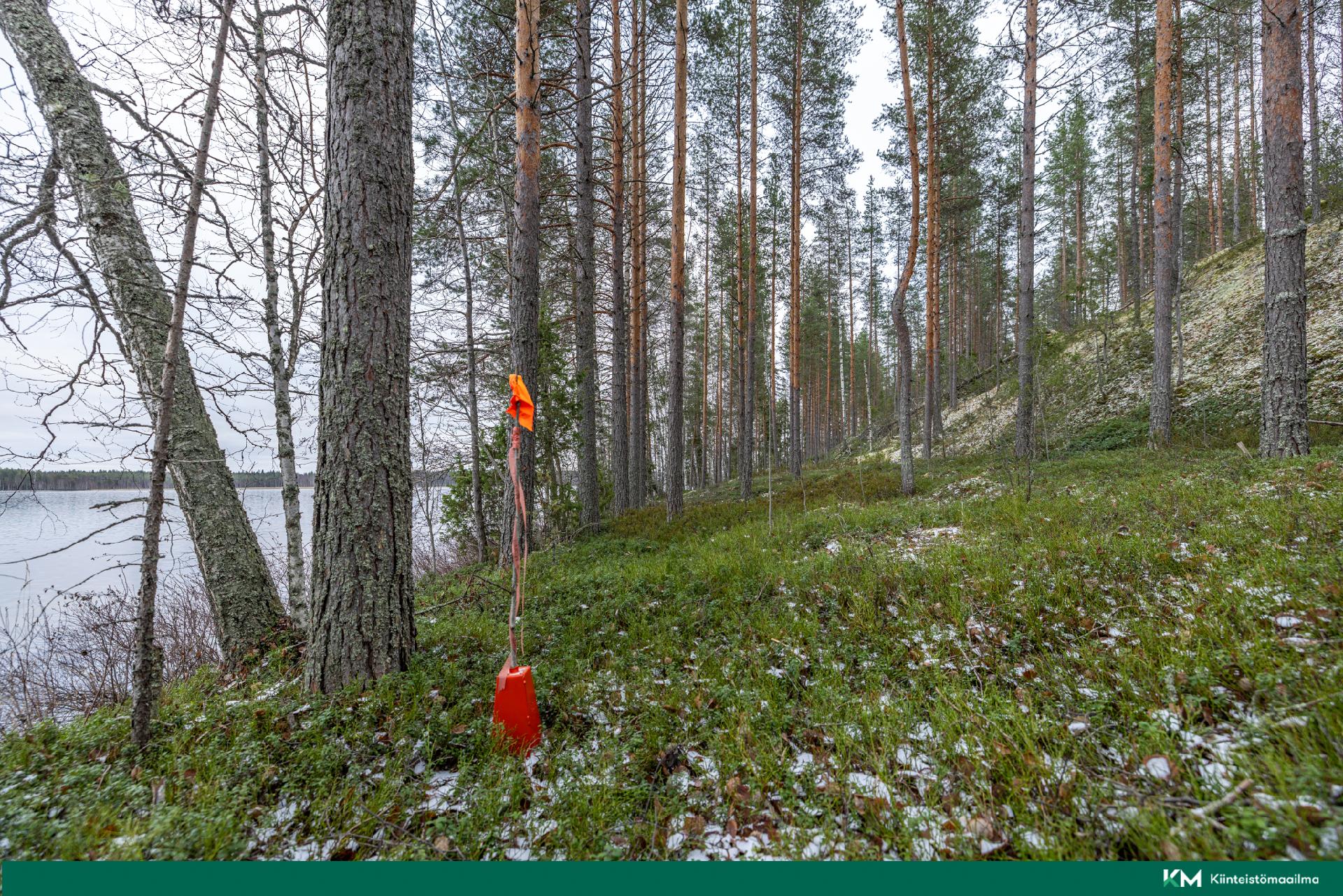 Halmeniementie, Viljakkalansaari - rakennustontti/metsätila, Mikkeli