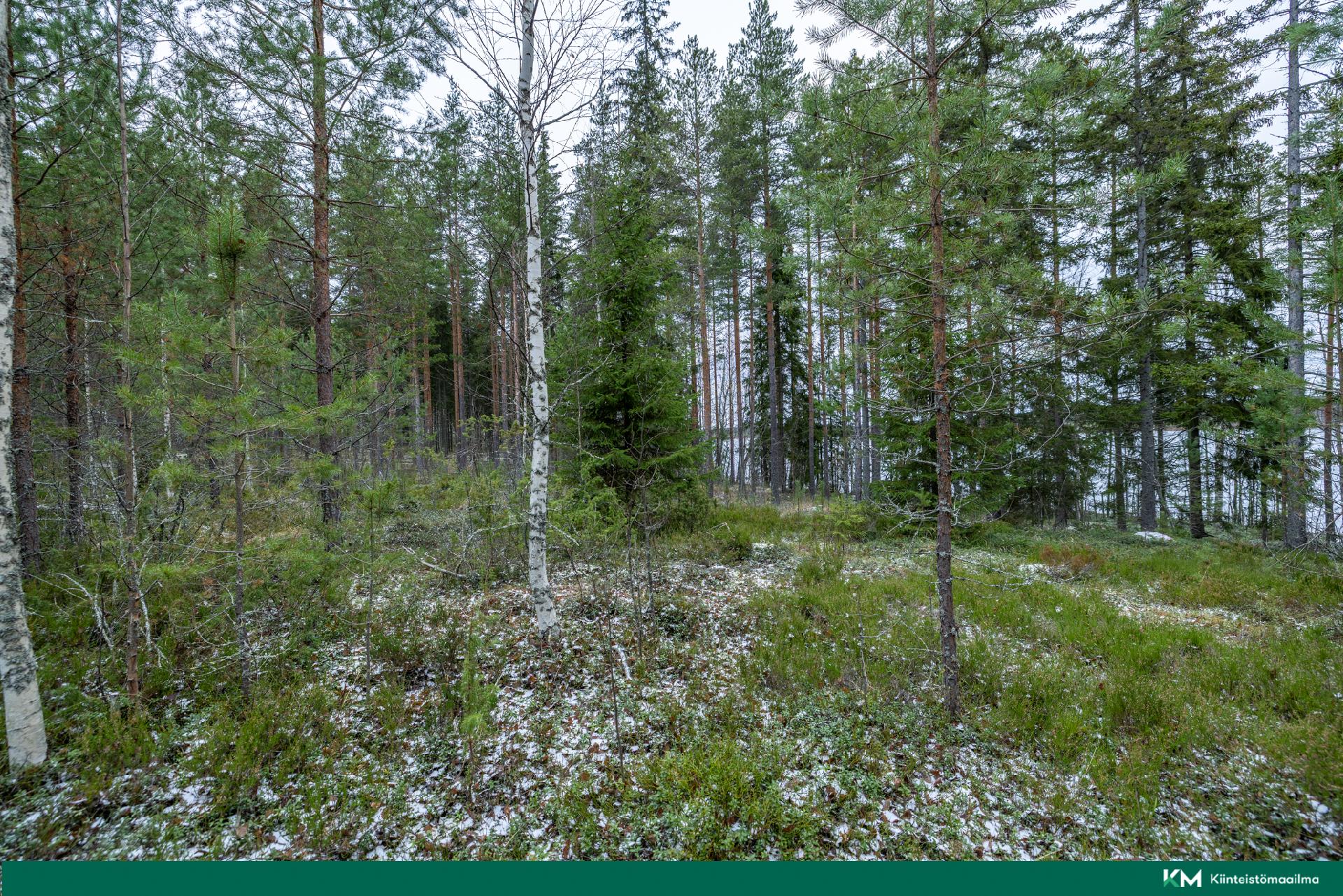 Halmeniementie, Viljakkalansaari - rakennustontti/metsätila, Mikkeli