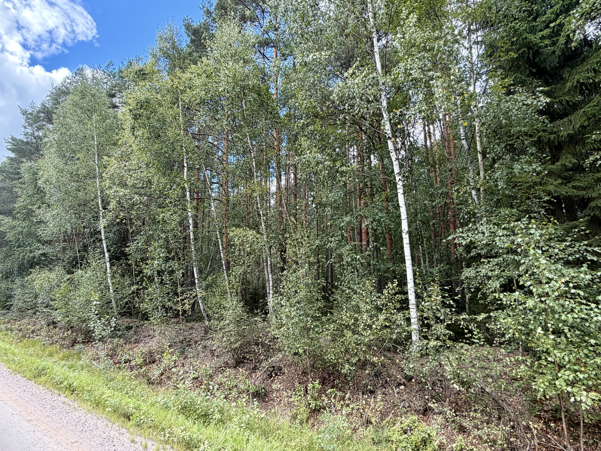 Metsäpalsta