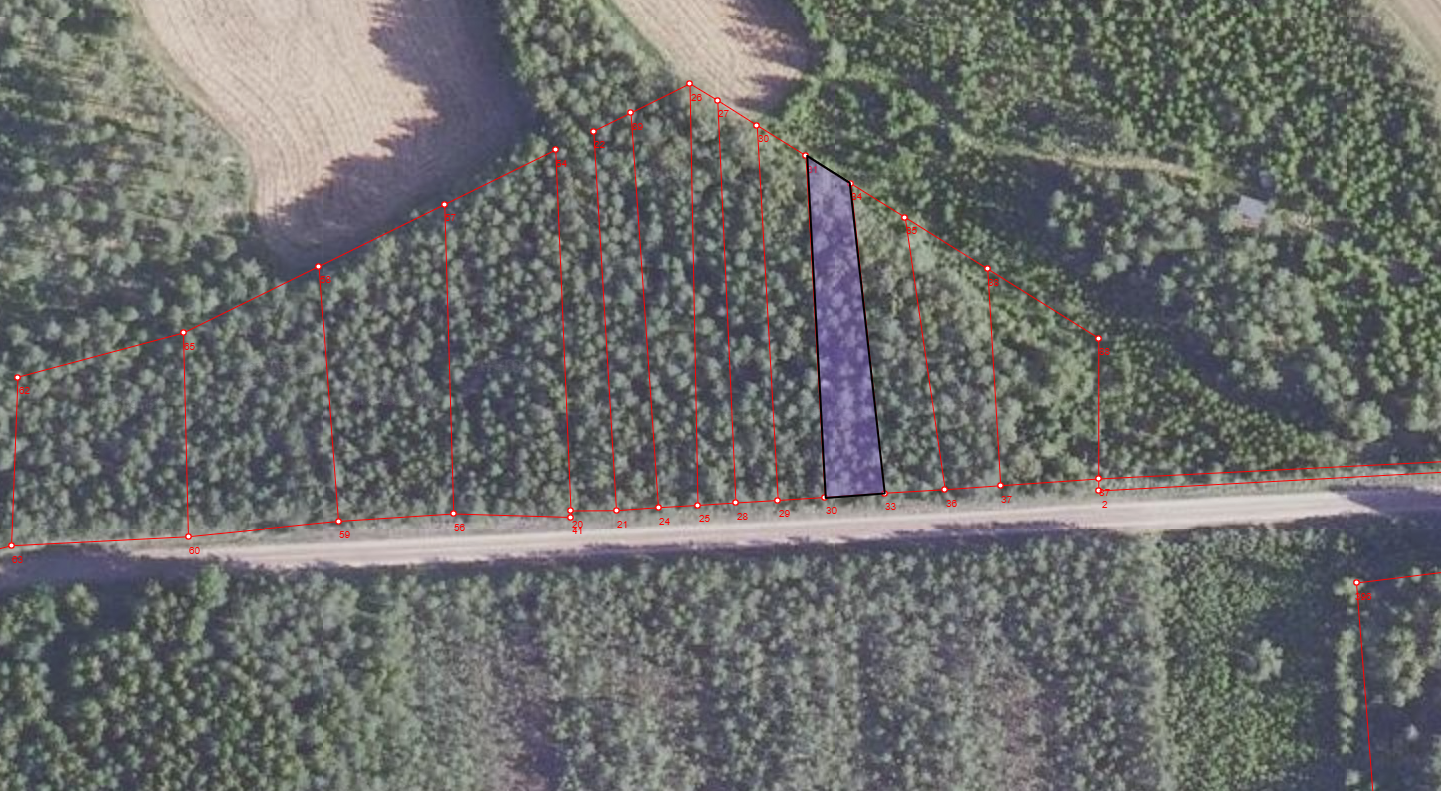 Metsäpalsta ilmakuvana