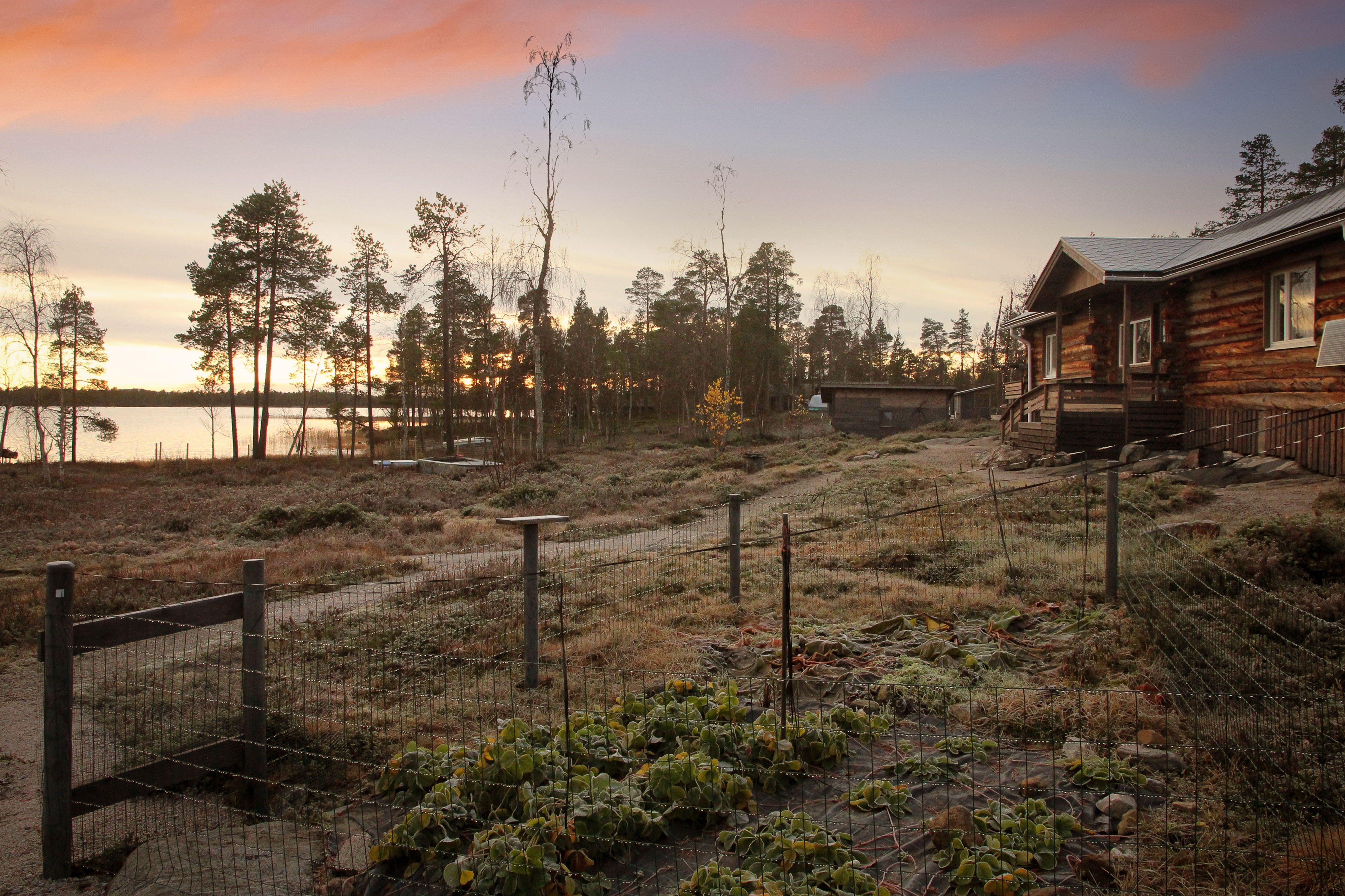 Voit korjata sadon omasta kasvimaasta ja mansikkamaasta