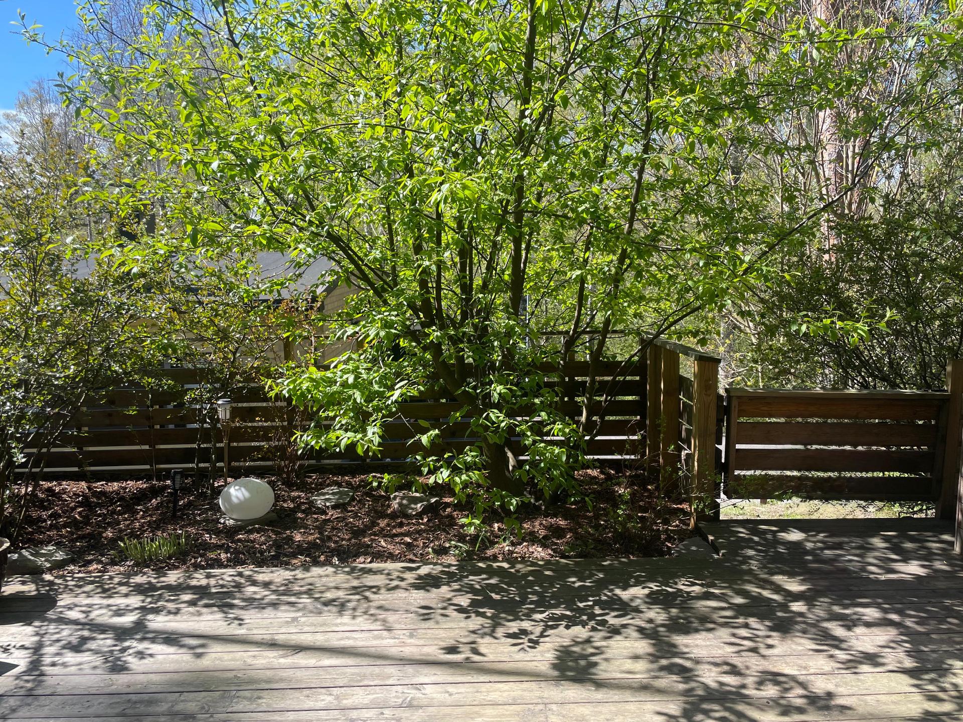 Kesäkuvia omistajan kotialbumista