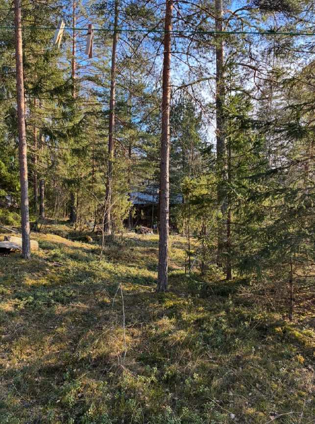 Takapihan omaa metsää maisemaa