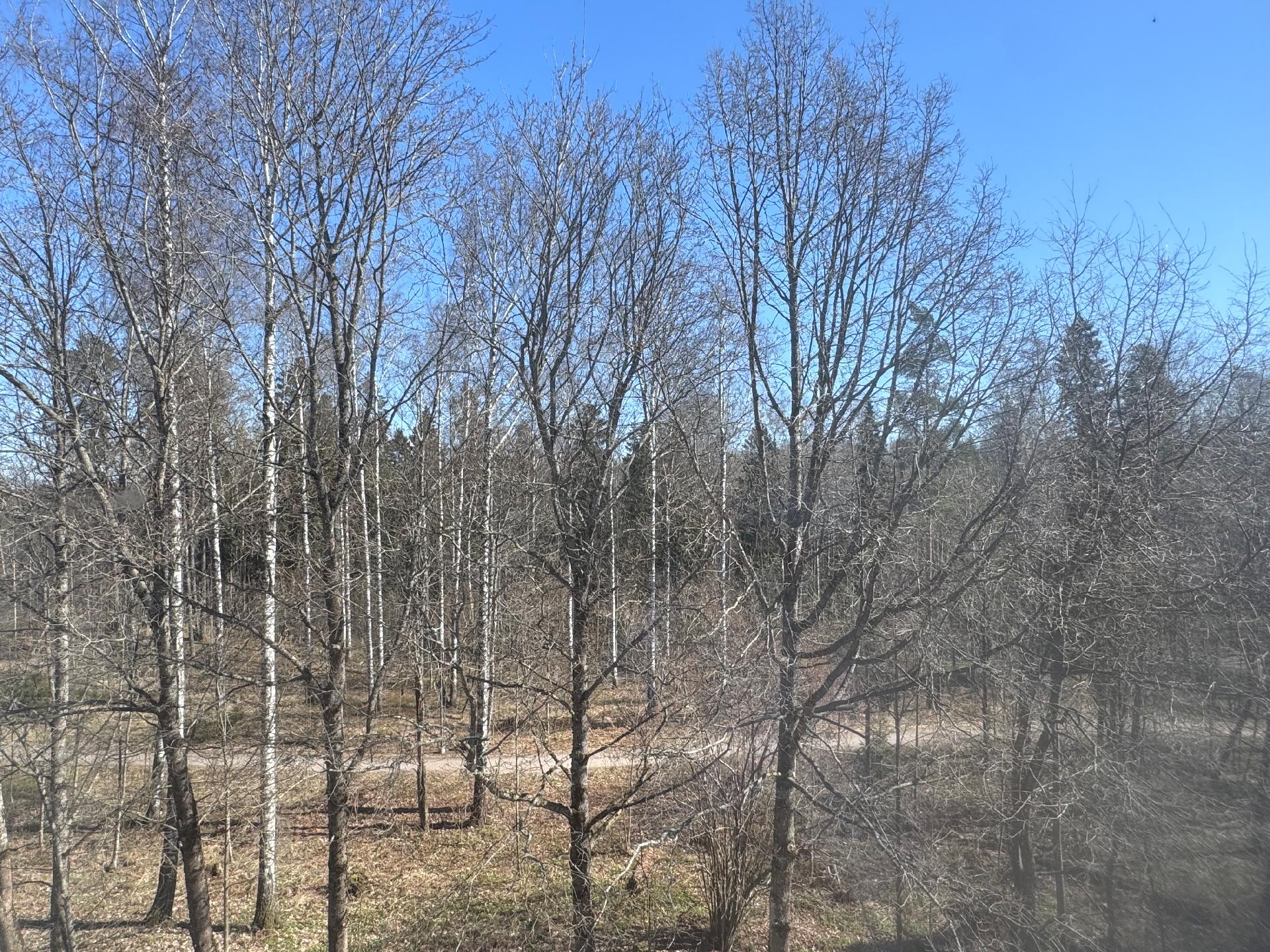  Metsänäkymä keittiöstä ja makuuhuoneesta
