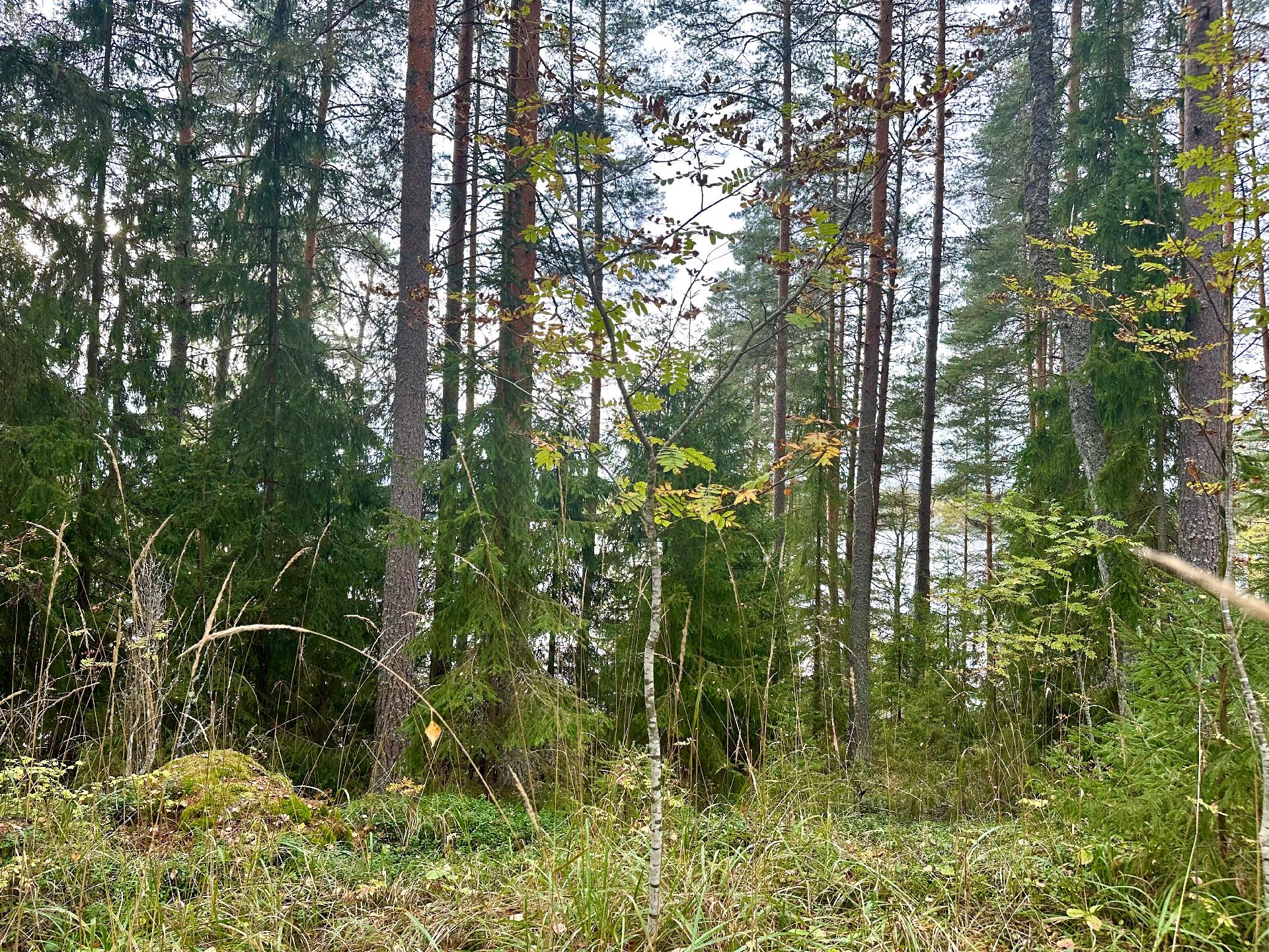 Suviniementie 281, Launonen, Loppi