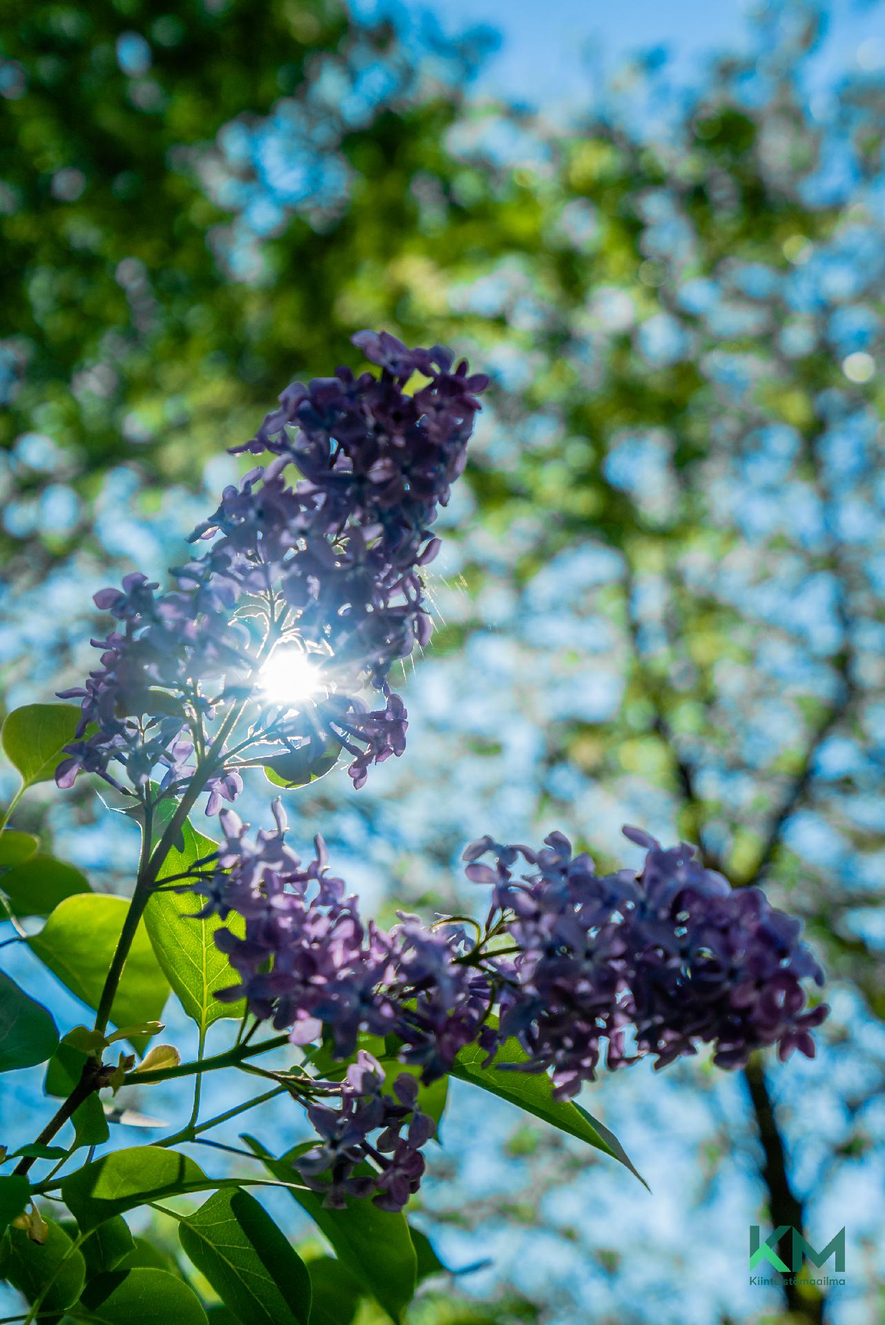 Rajapirtintie 238, Veikkola, Vihti