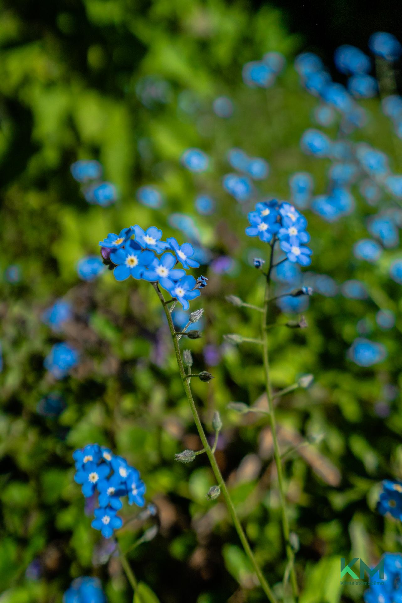 Rajapirtintie 238, Veikkola, Vihti