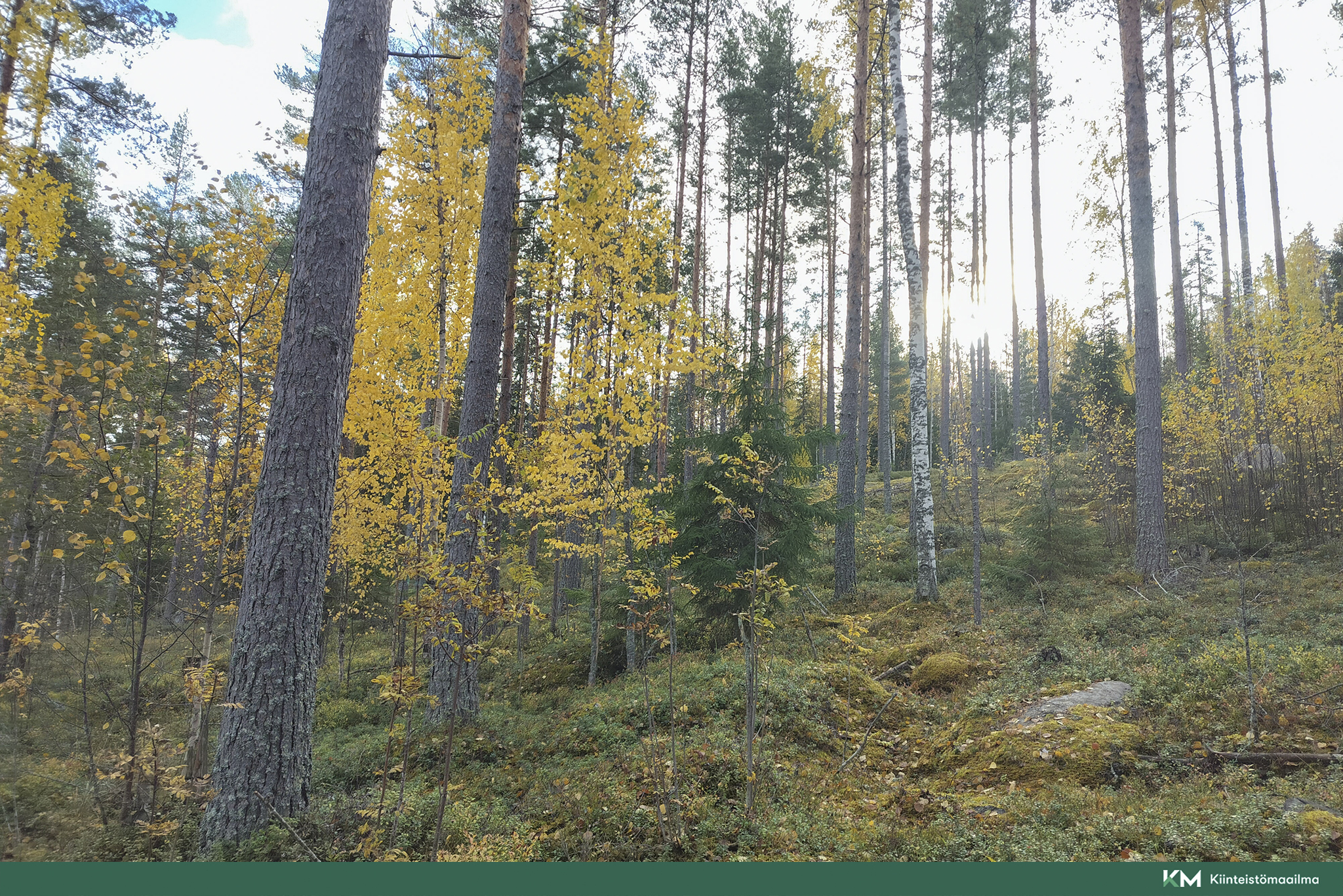 Rauhakiventie tontit 2, 3 ja 6, Ristiina, Mikkeli