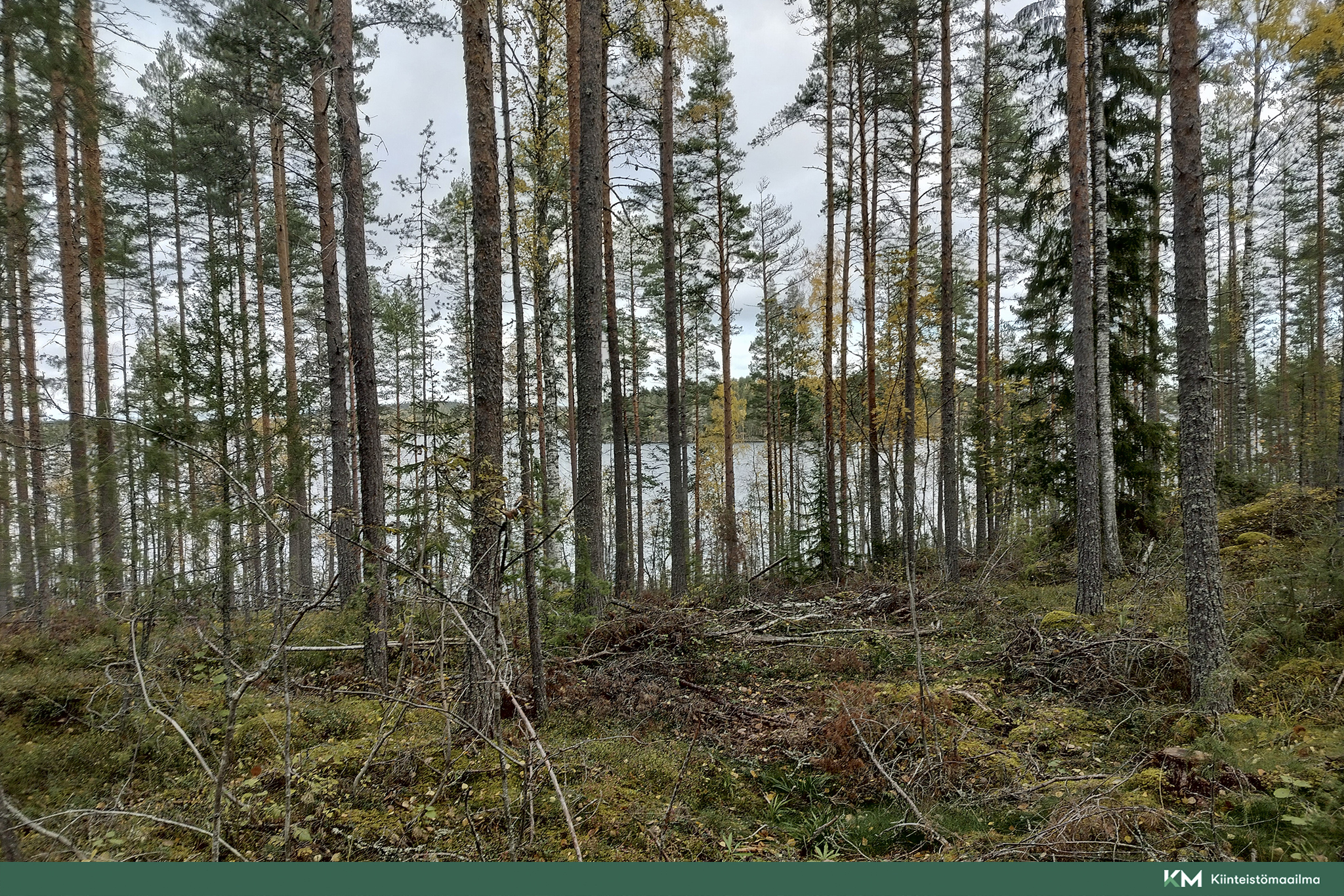 Rauhakiventie tontit 2, 3 ja 6, Ristiina, Mikkeli
