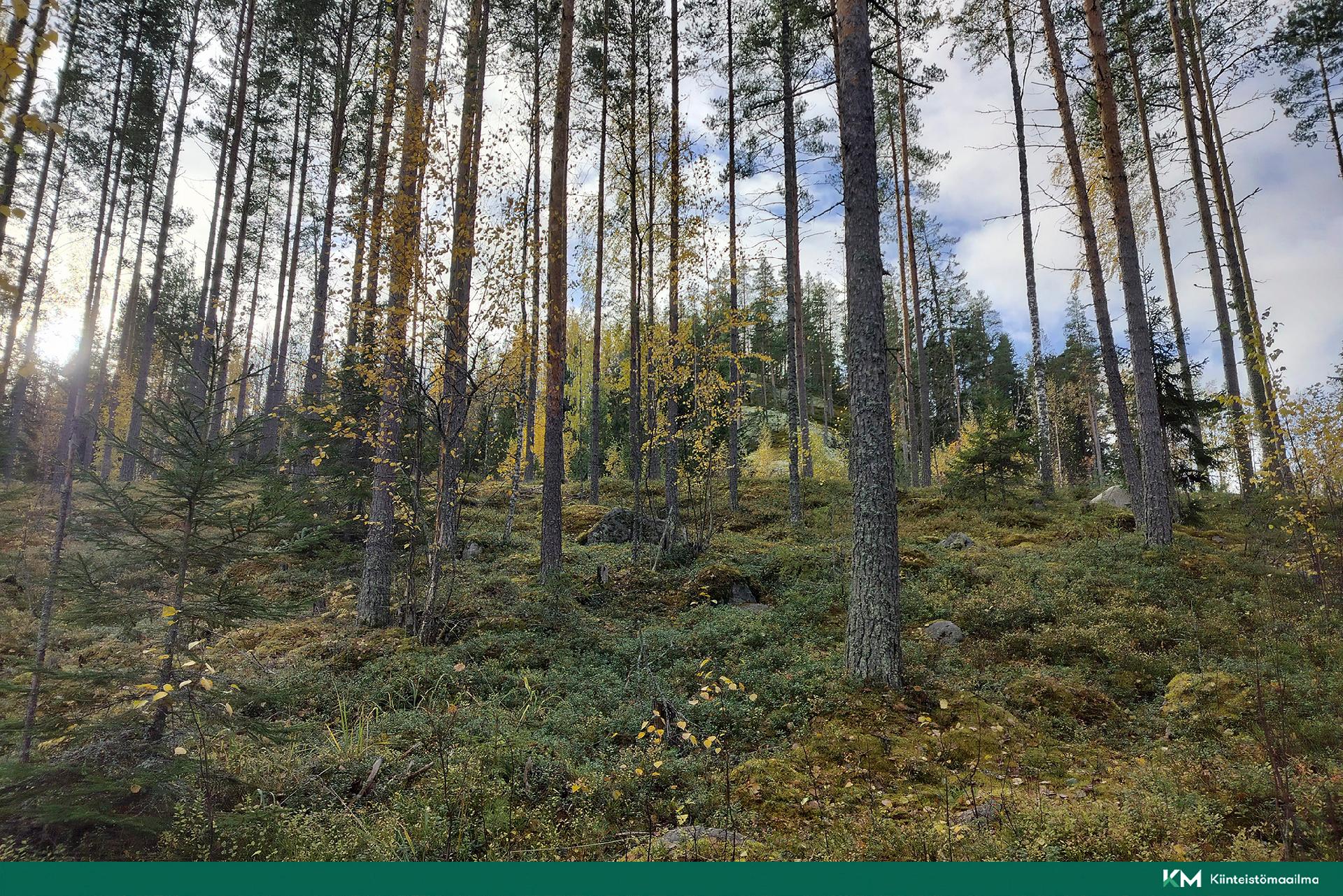 Rauhakiventie tontit 2, 3 ja 6, Ristiina, Mikkeli