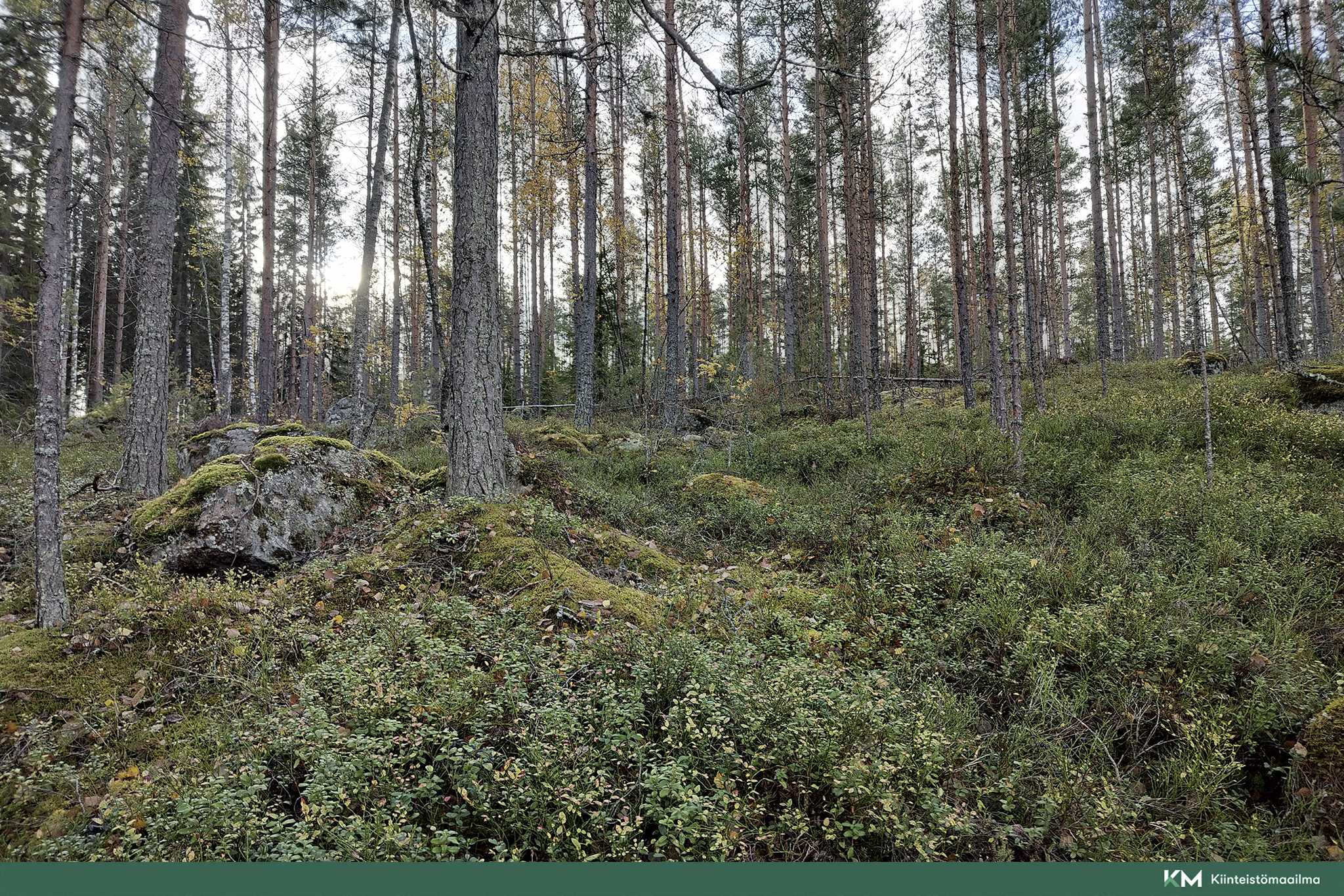 Rauhakiventie tontit 2, 3 ja 6, Ristiina, Mikkeli