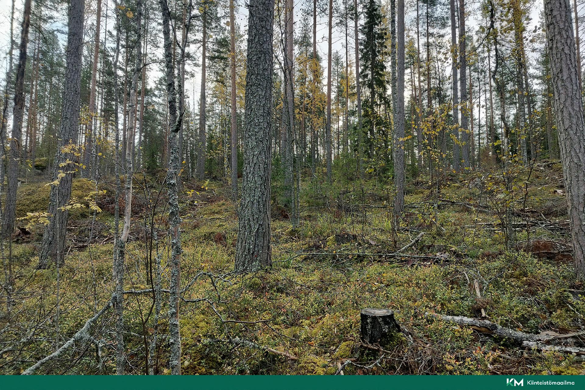 Rauhakiventie tontit 2, 3 ja 6, Ristiina, Mikkeli