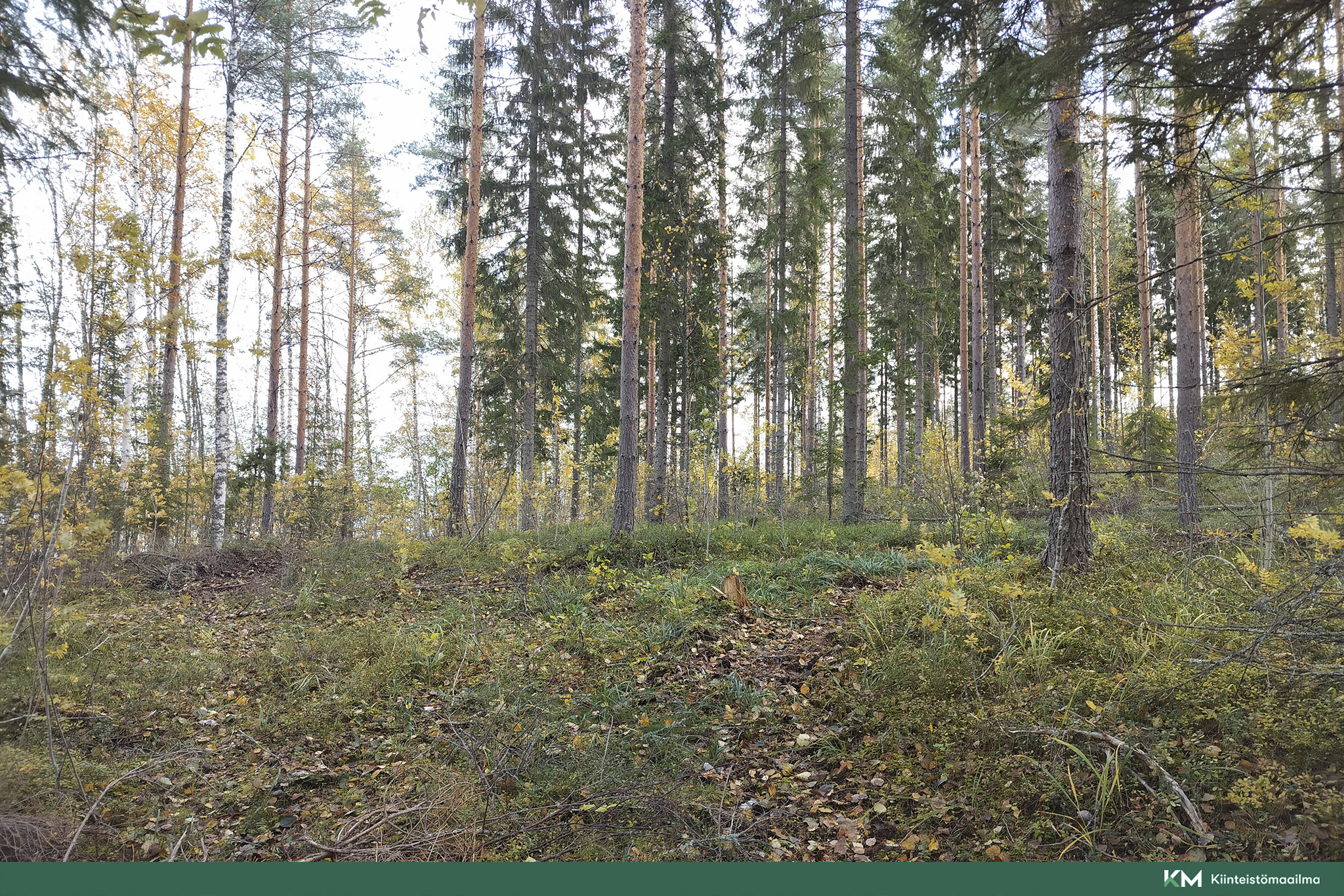Rauhakiventie tontit 2, 3 ja 6, Ristiina, Mikkeli