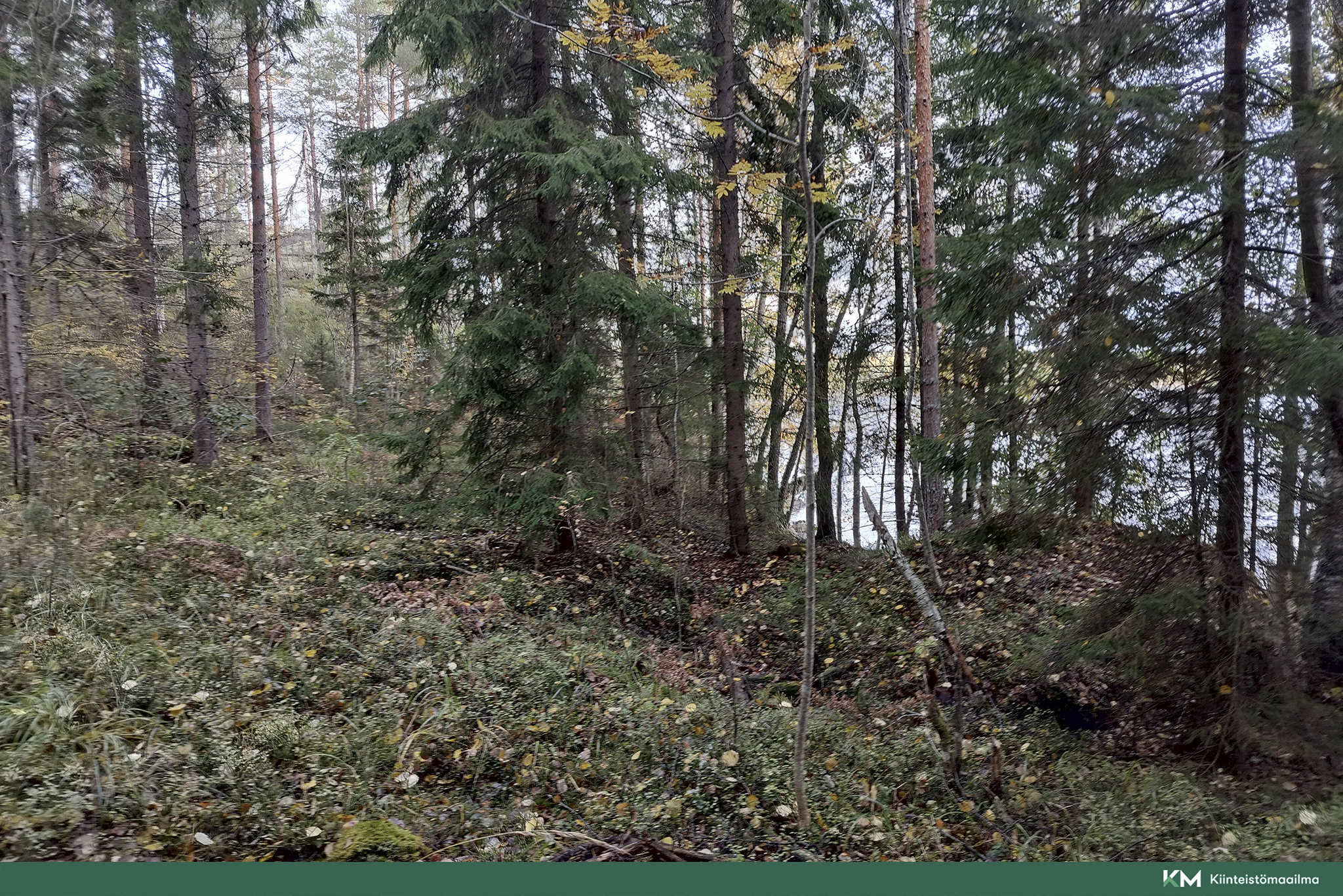 Rauhakiventie tontit 2, 3 ja 6, Ristiina, Mikkeli