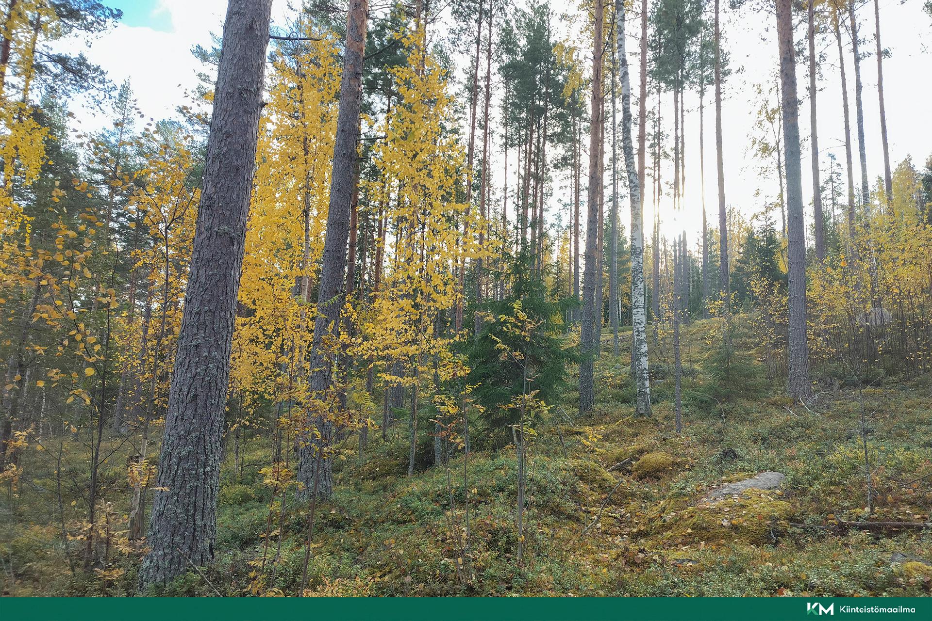 Rauhakiventie tontit 2, 3 ja 6, Ristiina, Mikkeli