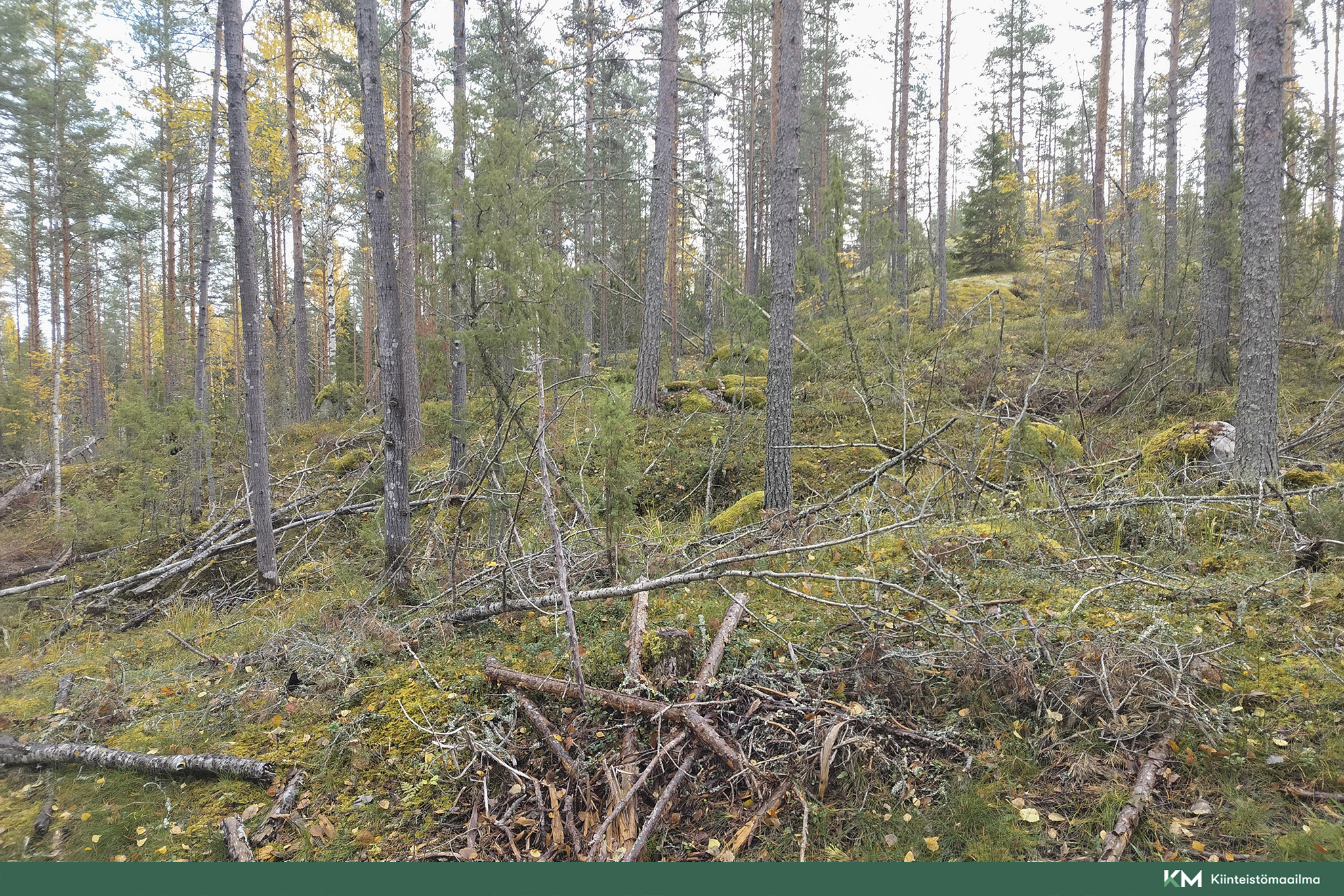 Rauhakiventie tontit 2, 3 ja 6, Ristiina, Mikkeli