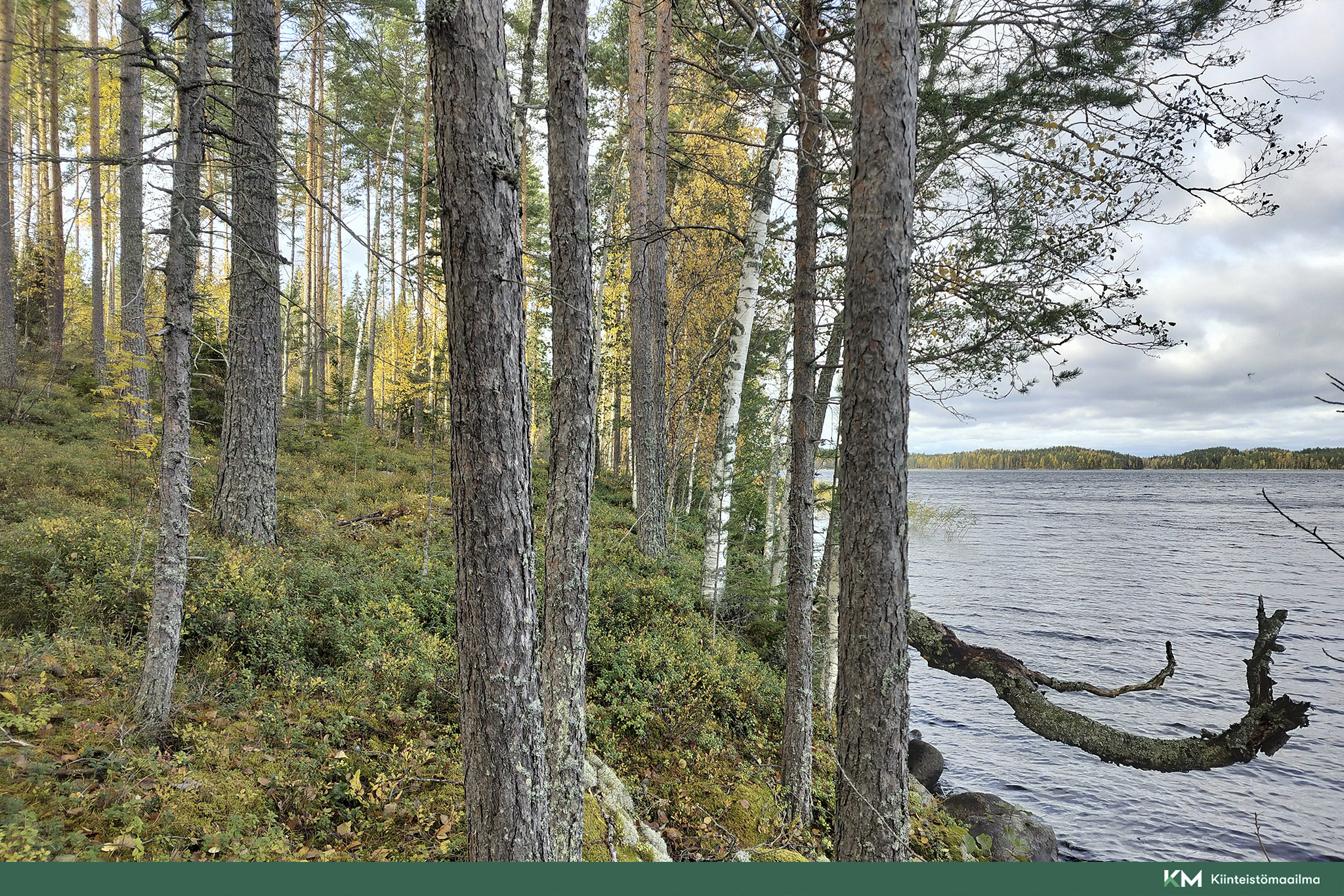 Rauhakiventie tontit 2, 3 ja 6, Ristiina, Mikkeli