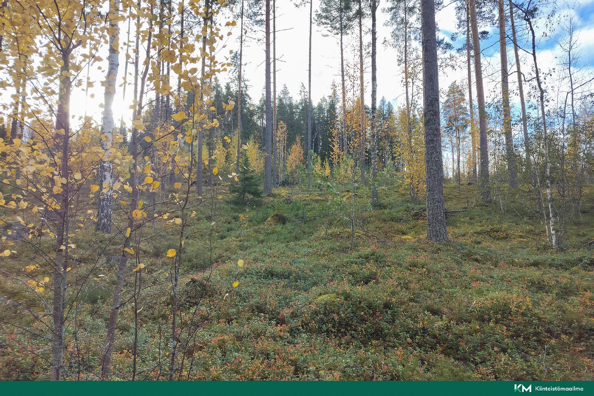 Rauhakiventie tontit 2, 3 ja 6, Ristiina, Mikkeli