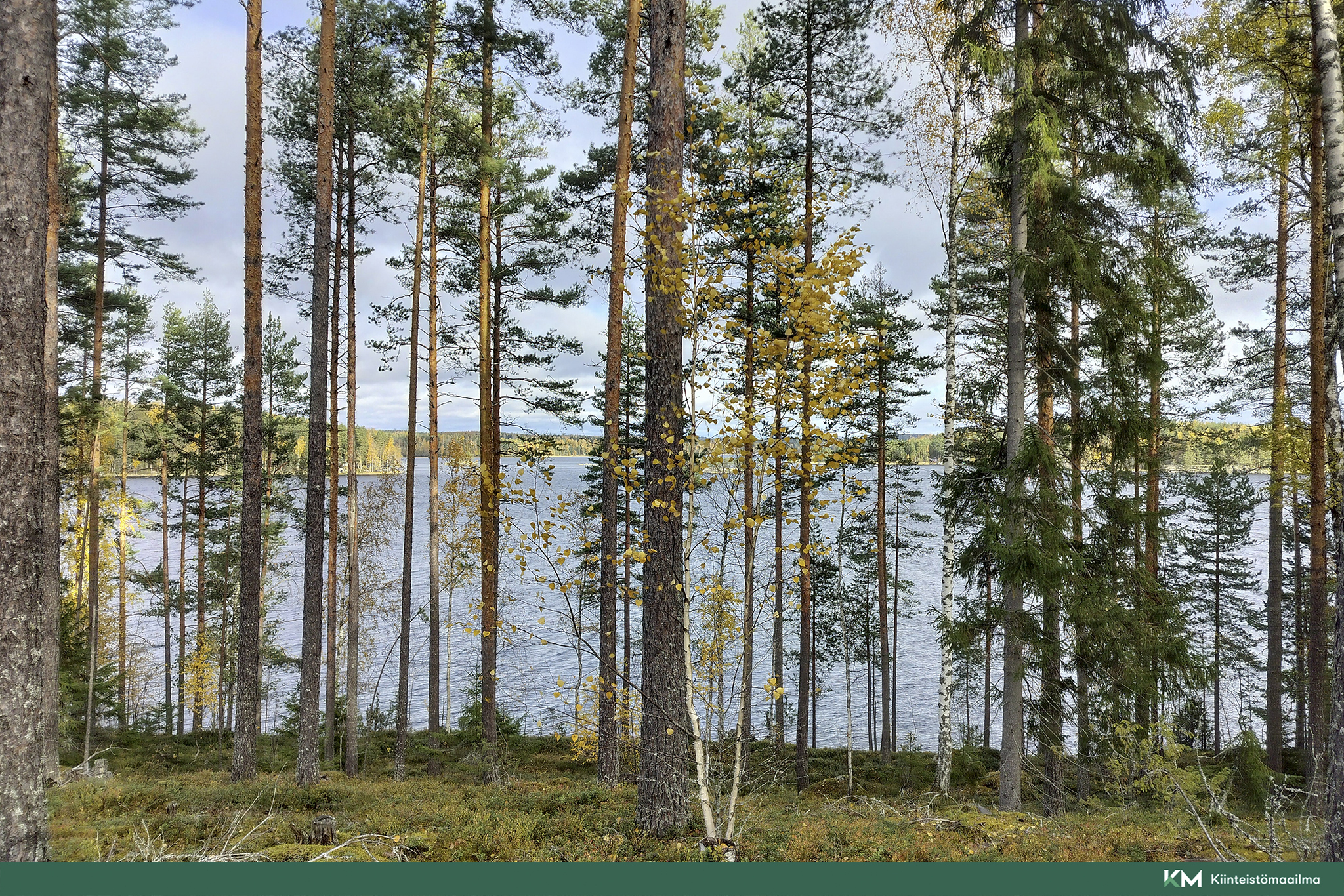 Rauhakiventie tontit 2, 3 ja 6, Ristiina, Mikkeli