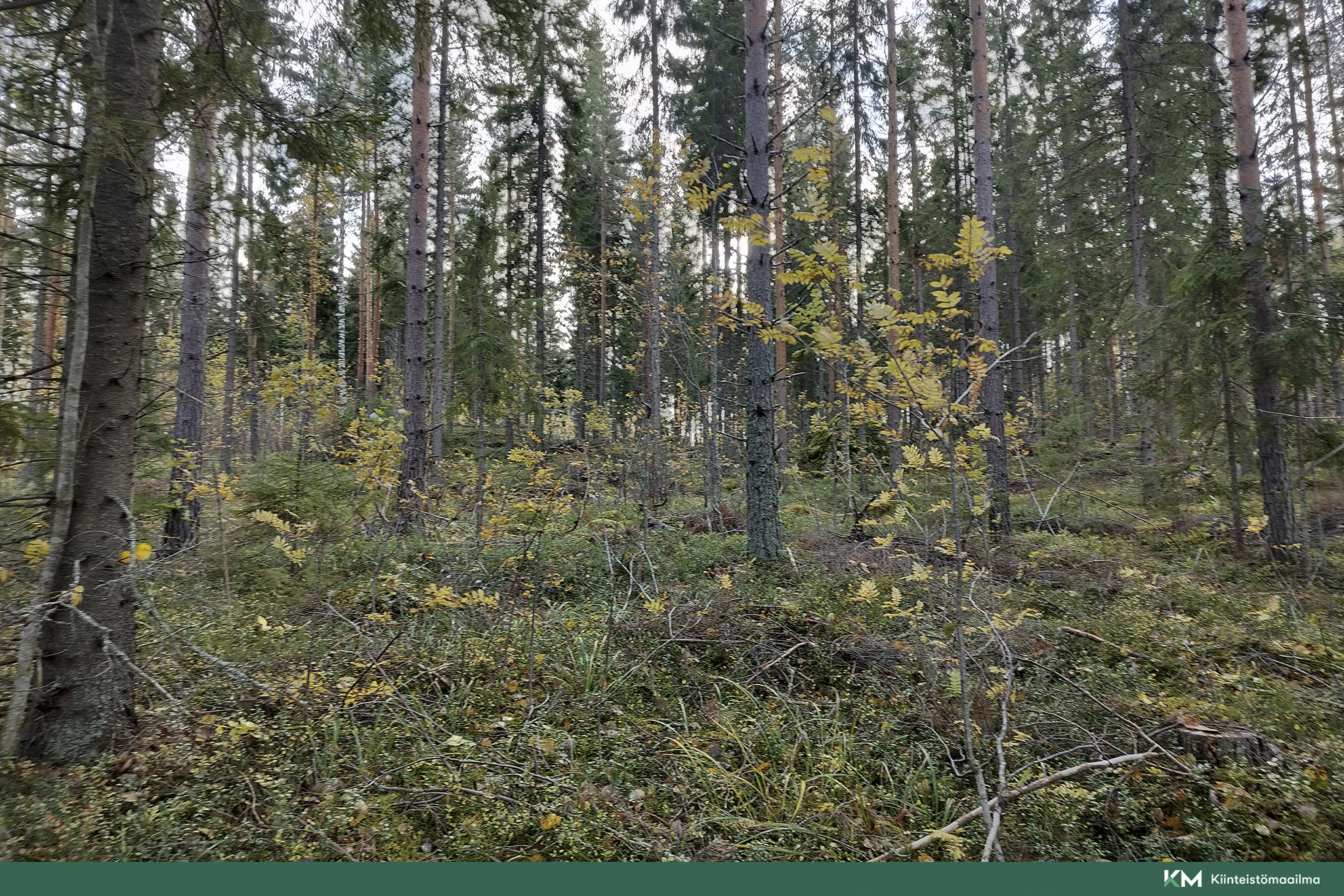 Rauhakiventie tontit 2, 3 ja 6, Ristiina, Mikkeli
