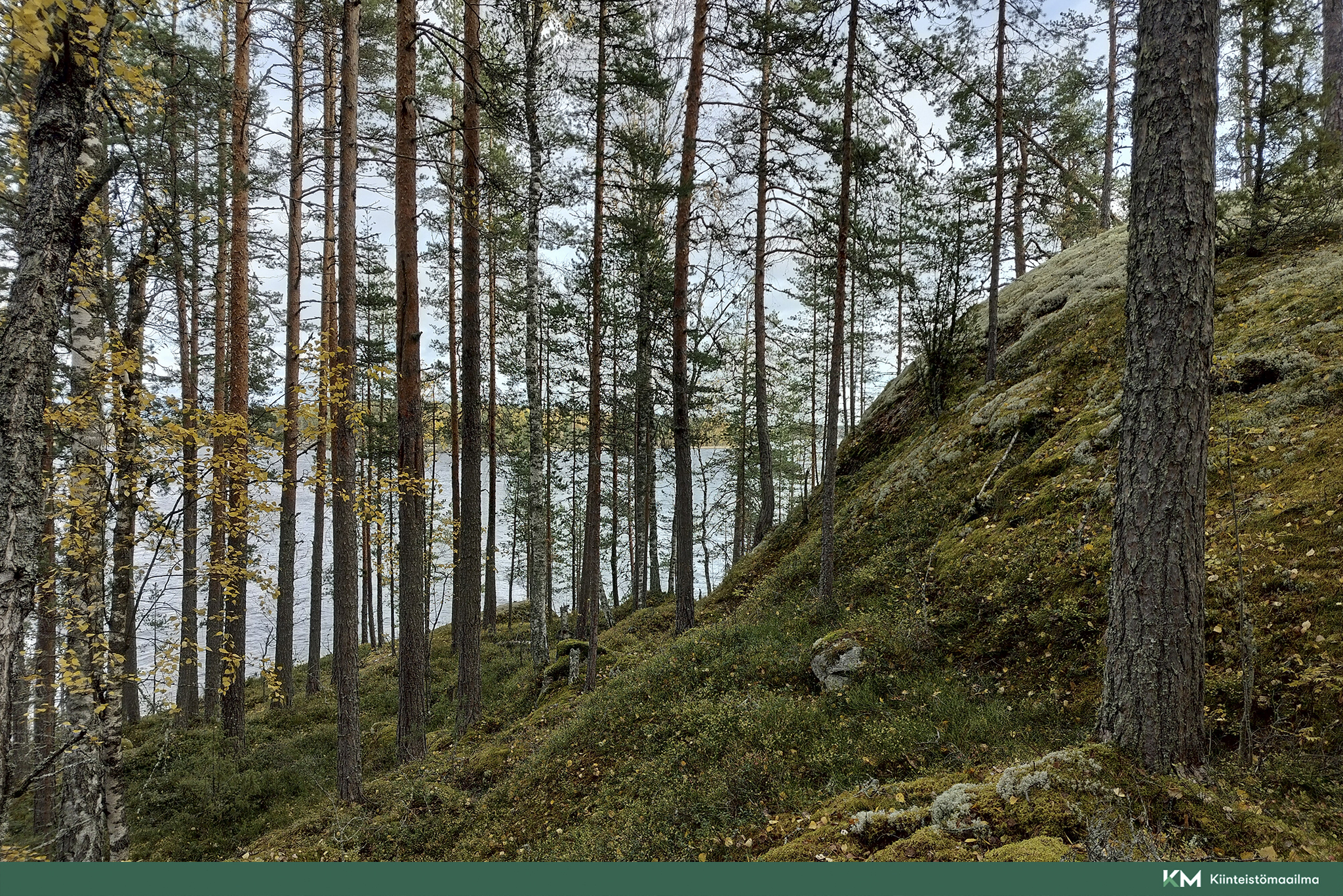 Rauhakiventie tontit 2, 3 ja 6, Ristiina, Mikkeli