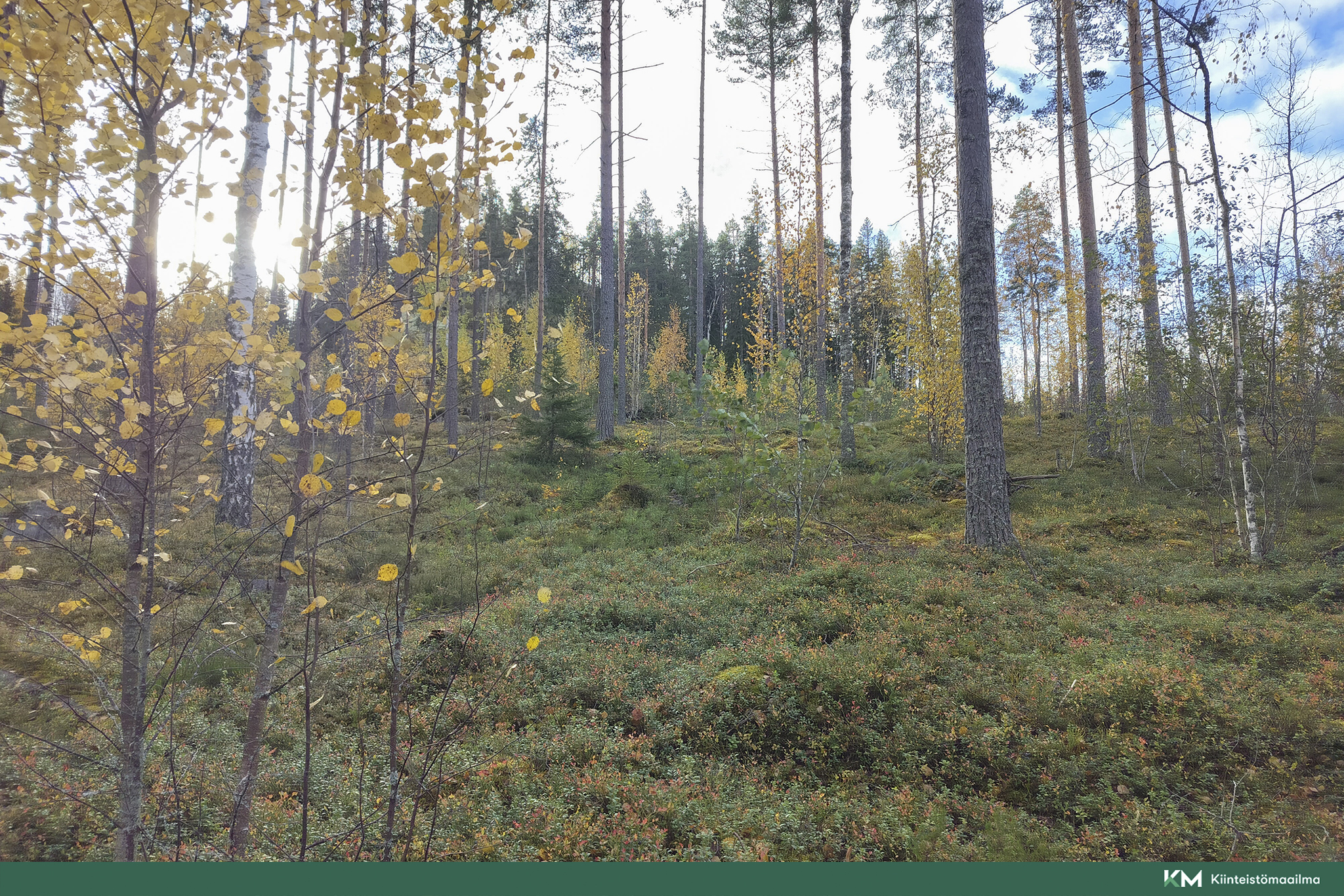 Rauhakiventie tontit 2, 3 ja 6, Ristiina, Mikkeli