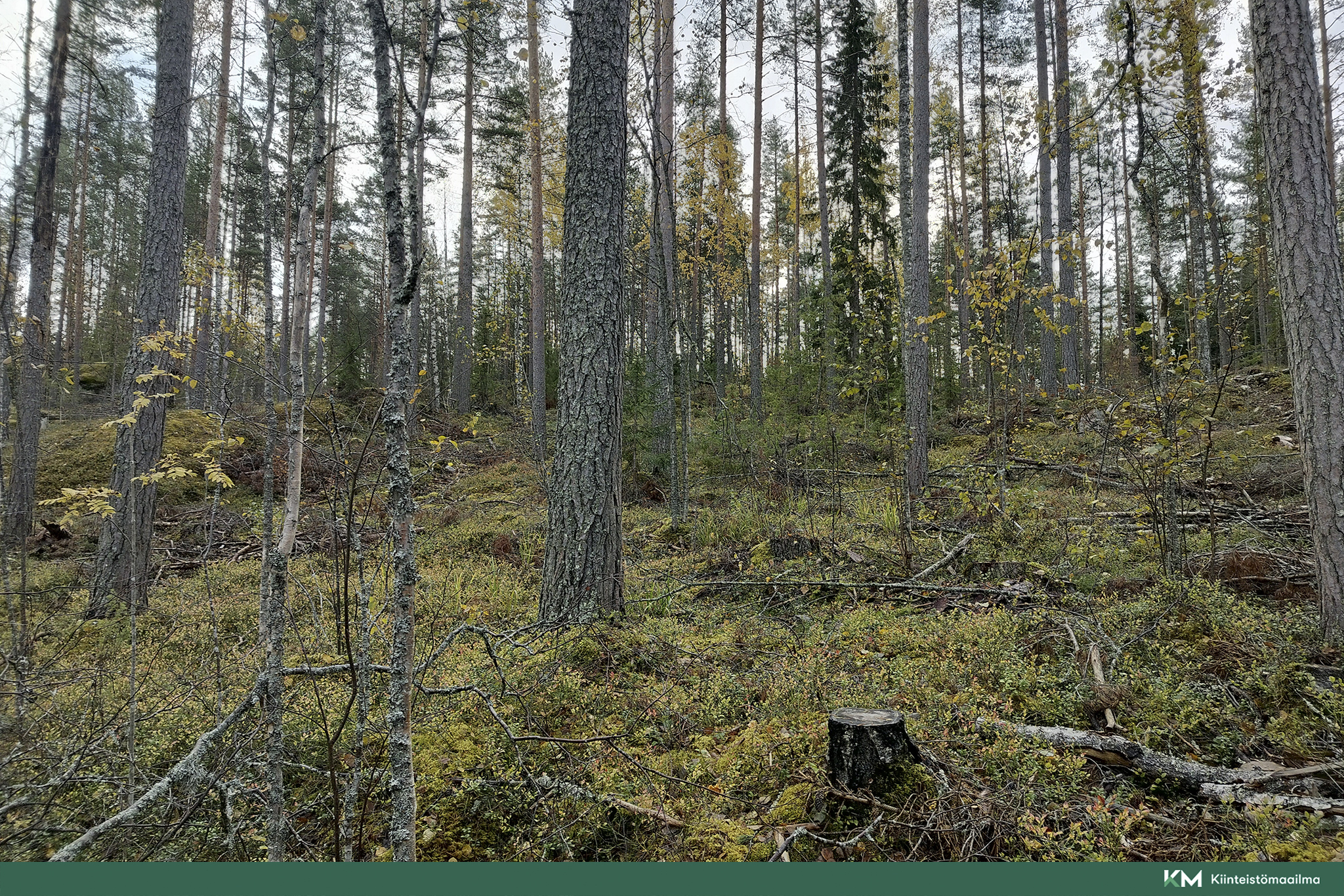 Rauhakiventie tontit 2, 3 ja 6, Ristiina, Mikkeli