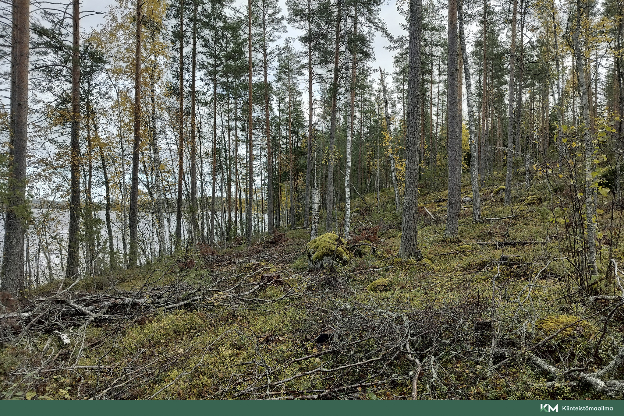 Rauhakiventie tontit 2, 3 ja 6, Ristiina, Mikkeli