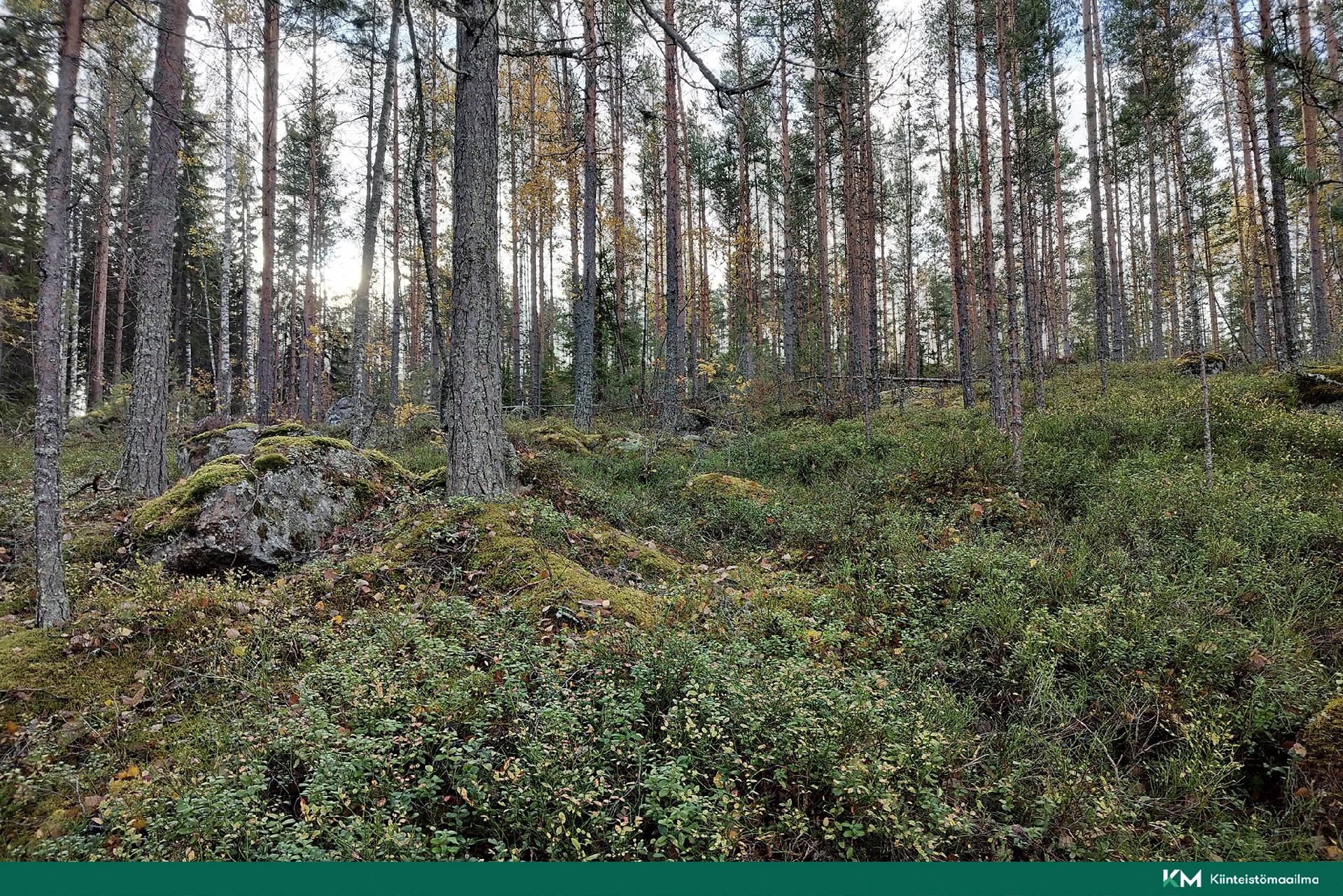 Rauhakiventie tontit 2, 3 ja 6, Ristiina, Mikkeli
